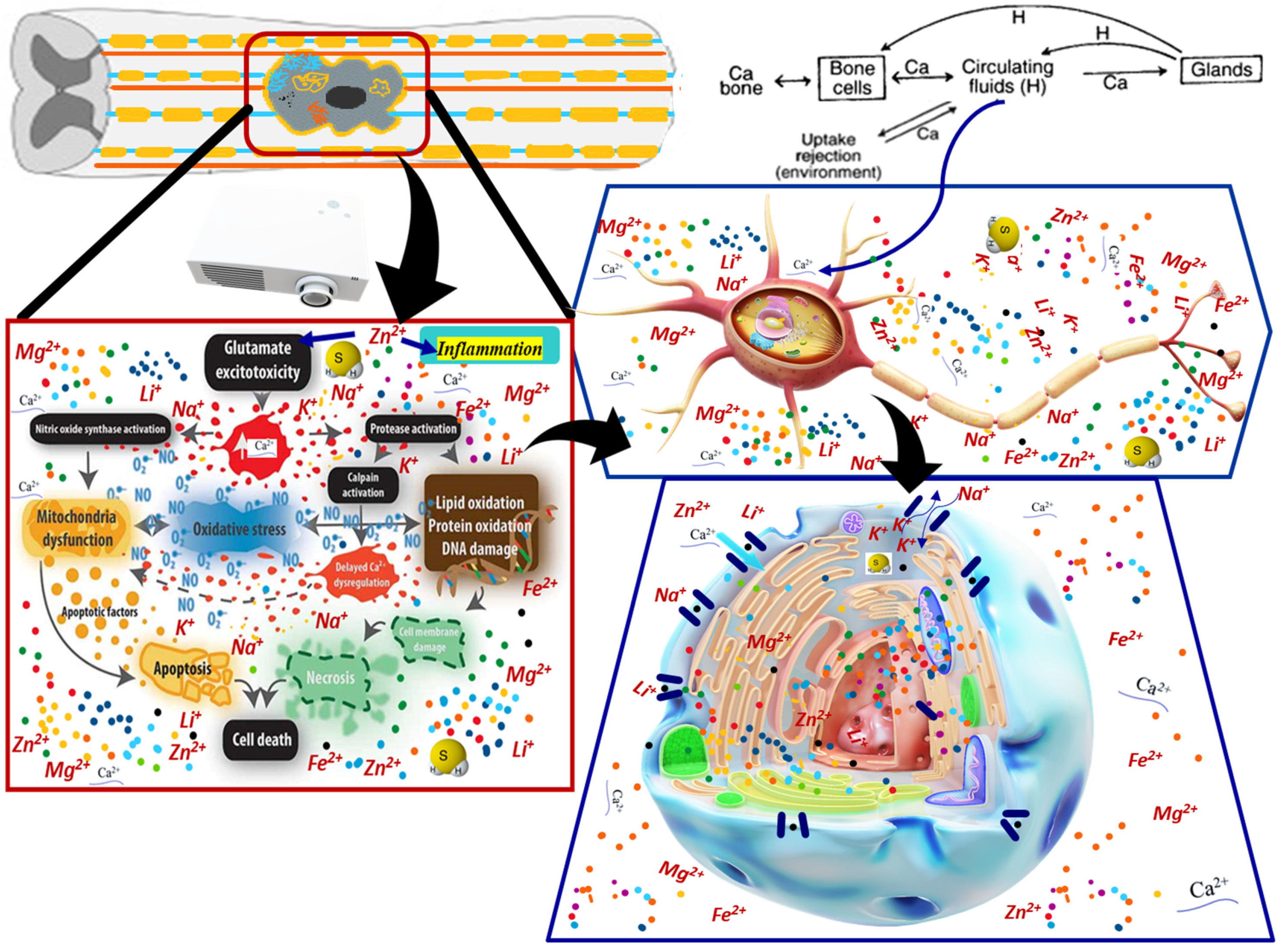 Cells 11 02503 g002 Cells 11 02503 g002