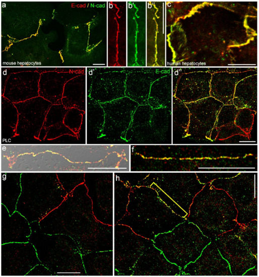 Cells 11 02507 g0a1 550