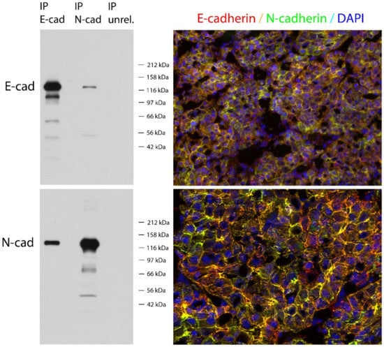 Cells 11 02507 g0a2 550