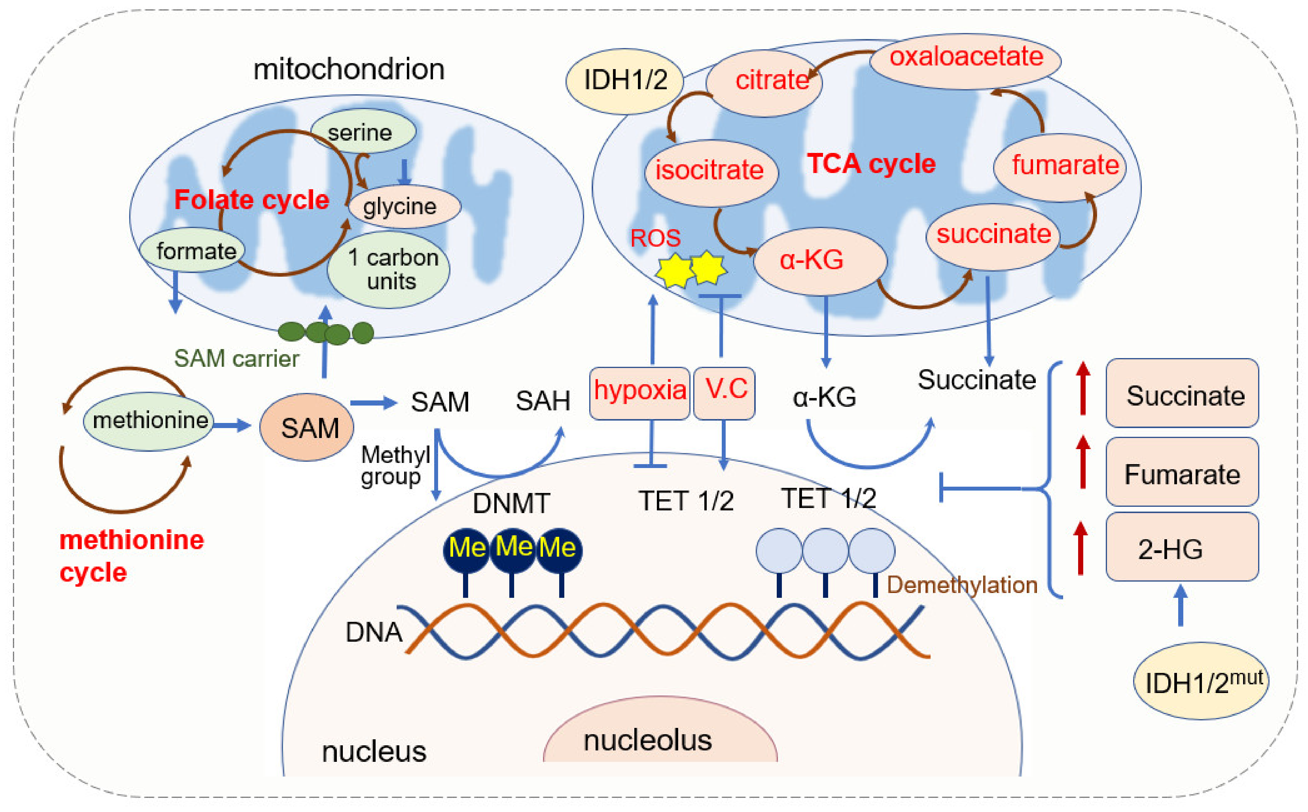 Cells 11 02518 g001 Cells 11 02518 g001