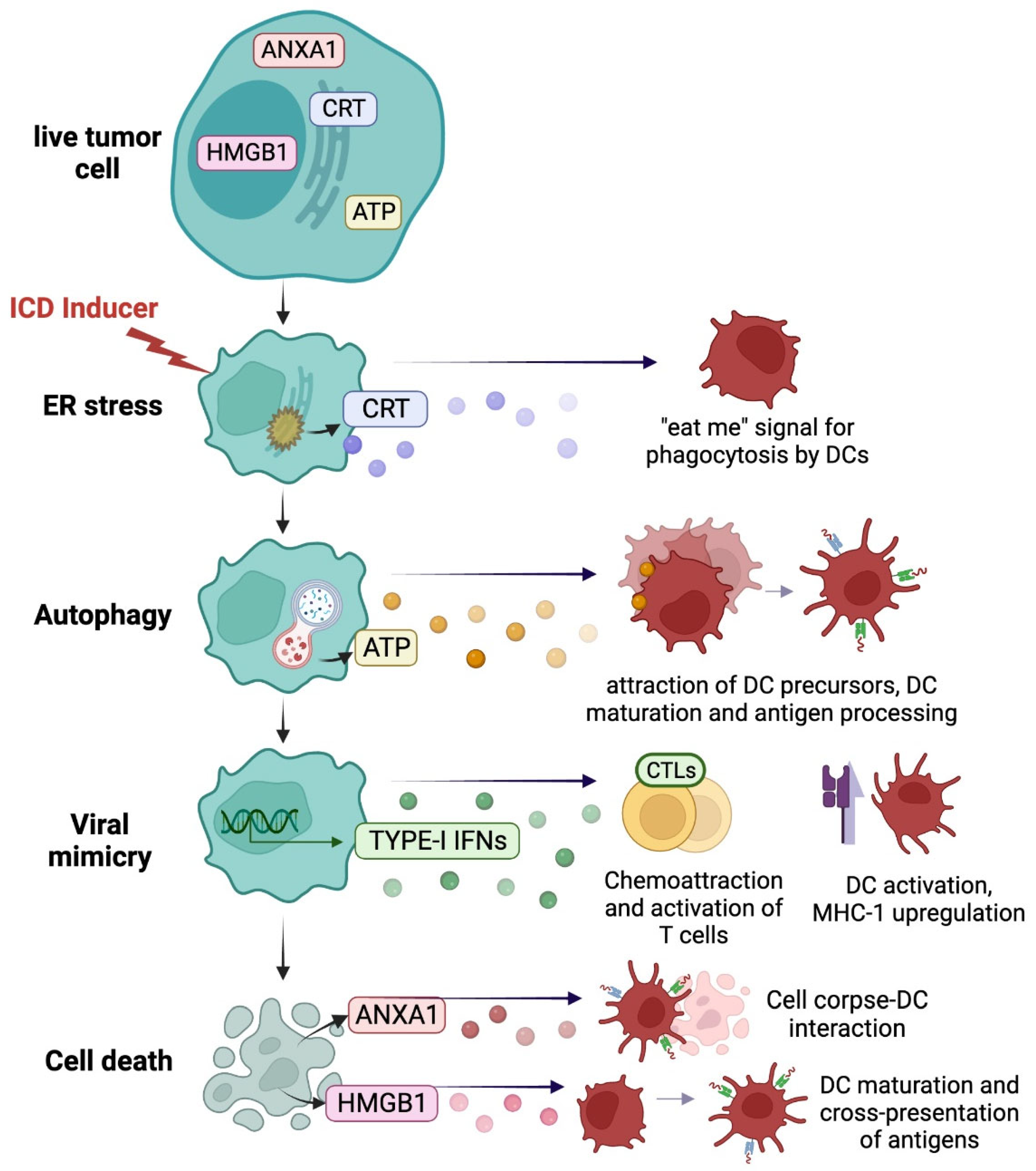 Cells 11 02519 g001 Cells 11 02519 g001