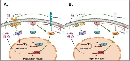 Cells 11 02537 g001 550