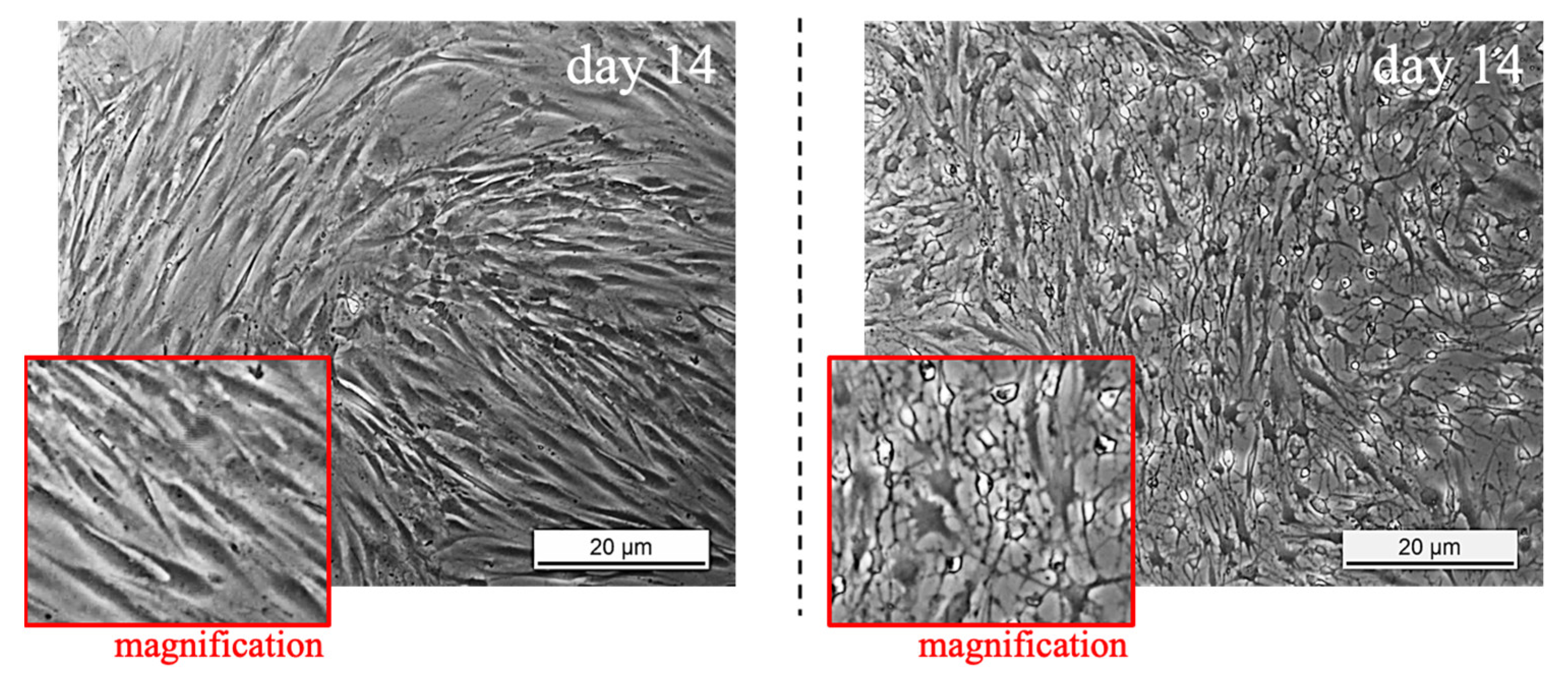 Cells 11 02545 g003b