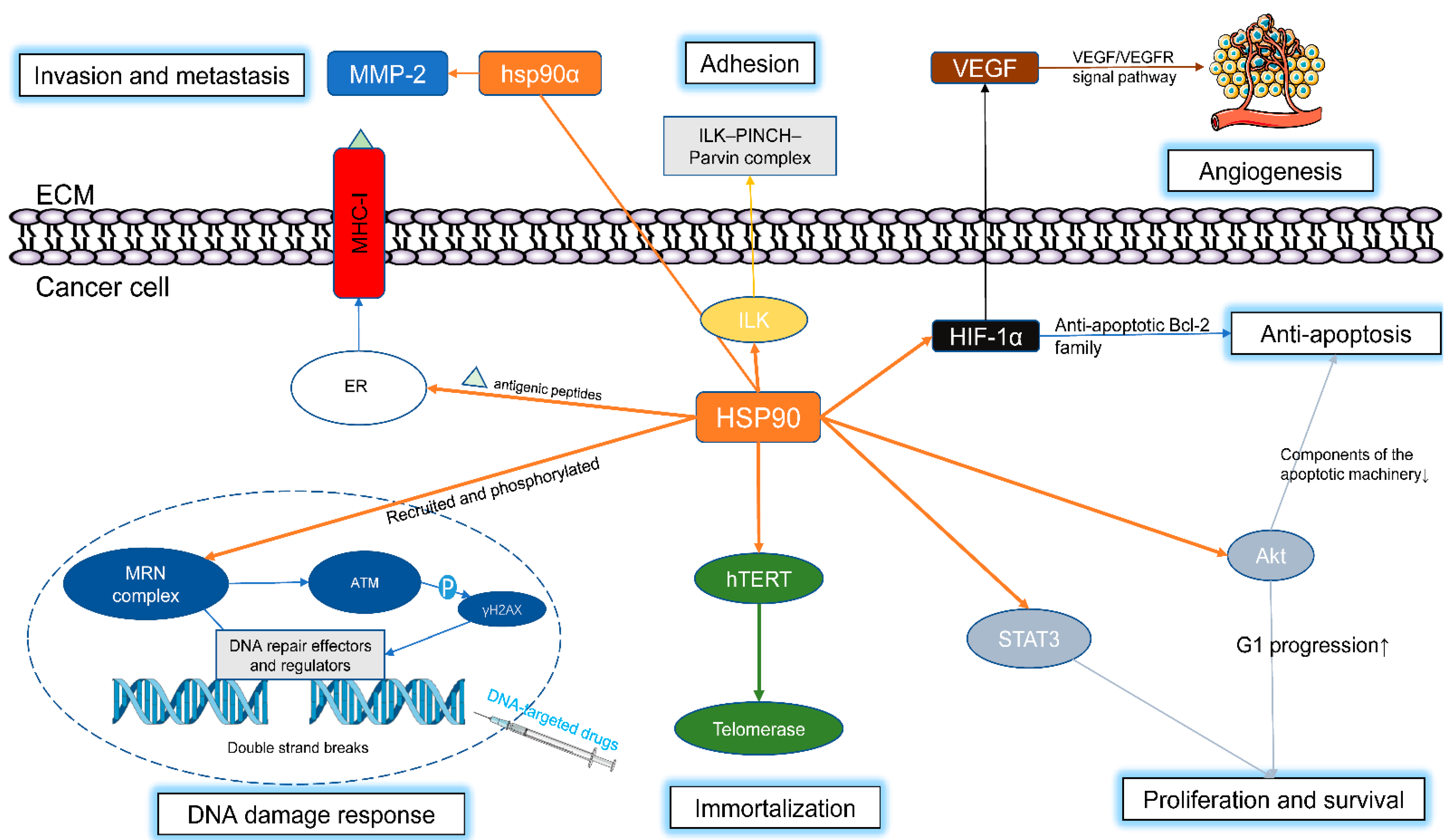 Cells 11 02556 g002 Cells 11 02556 g002