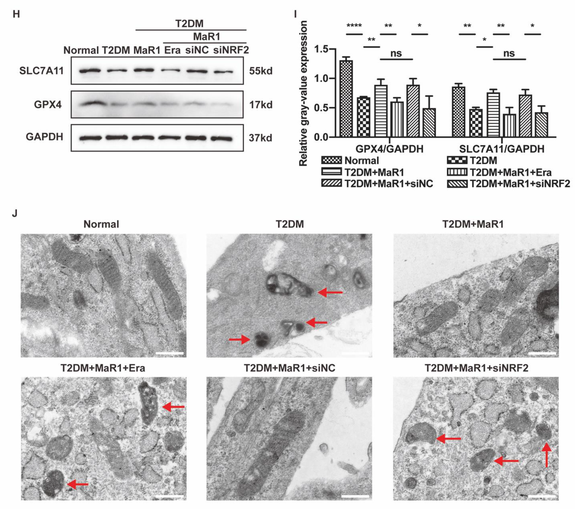 Cells 11 02560 g003b