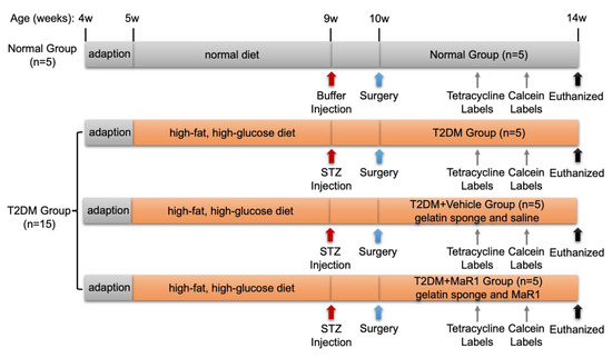Cells 11 02560 g0a6 550