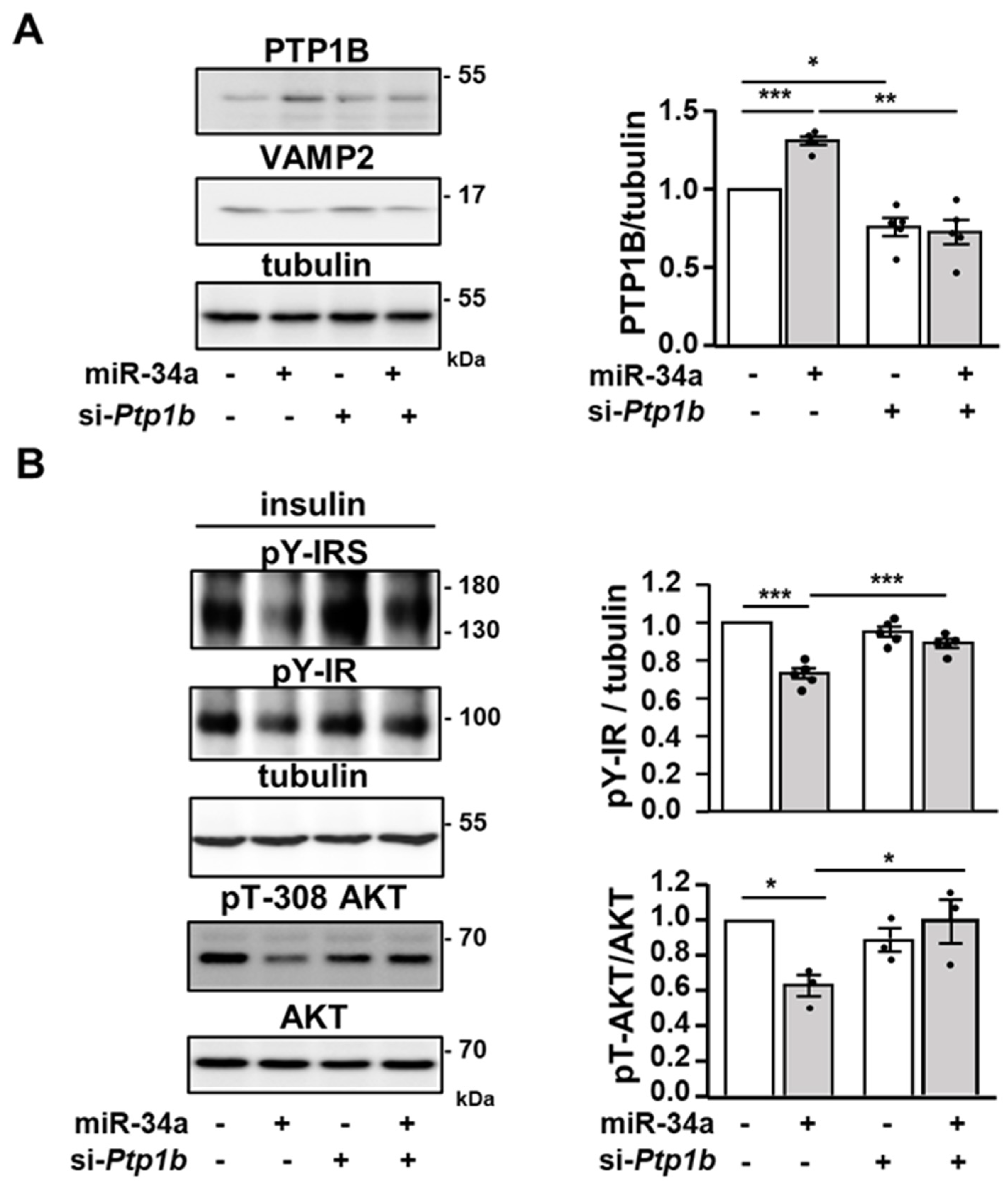 Cells 11 02581 g005 Cells 11 02581 g005