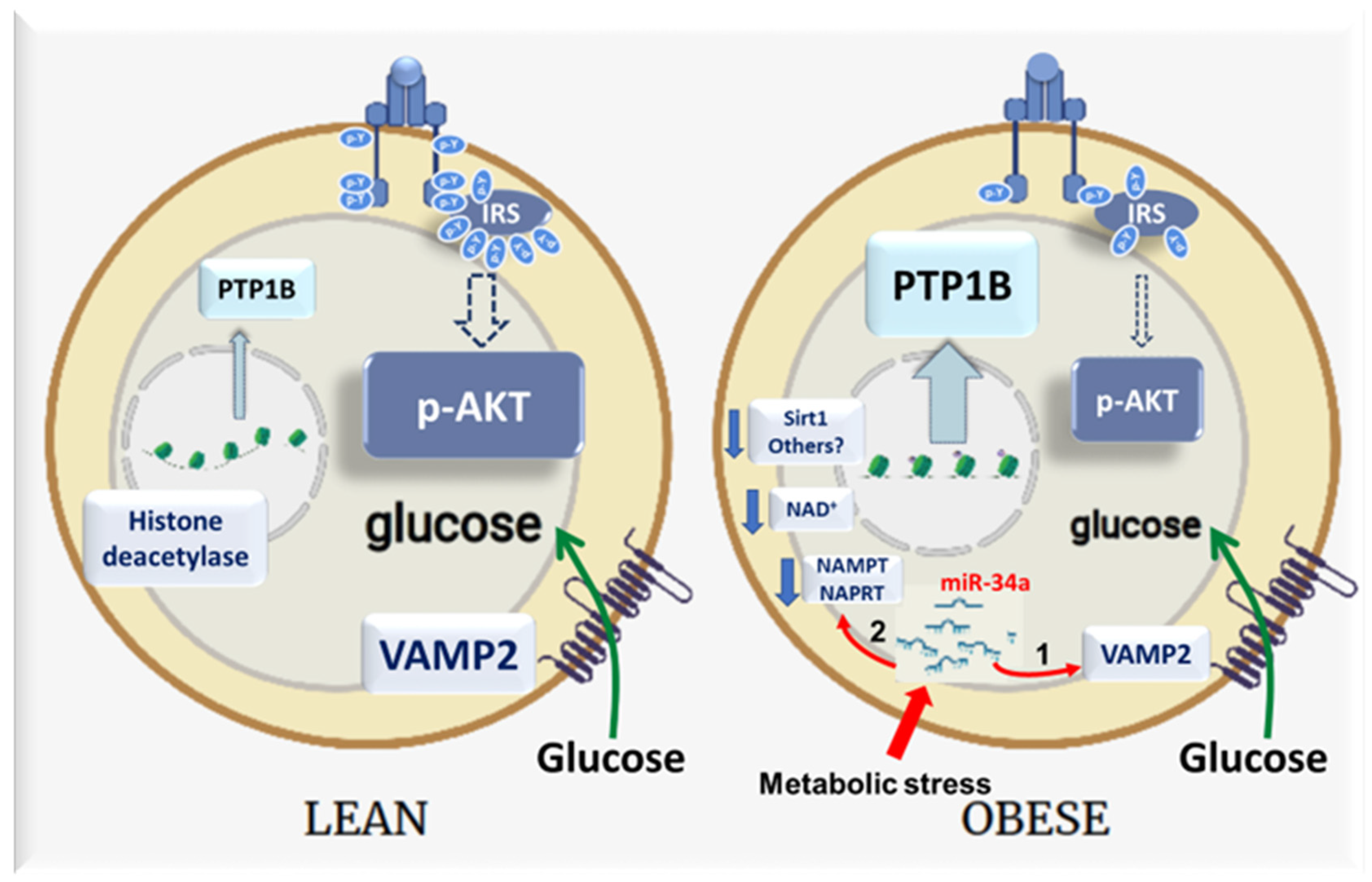 Cells 11 02581 g008 Cells 11 02581 g008