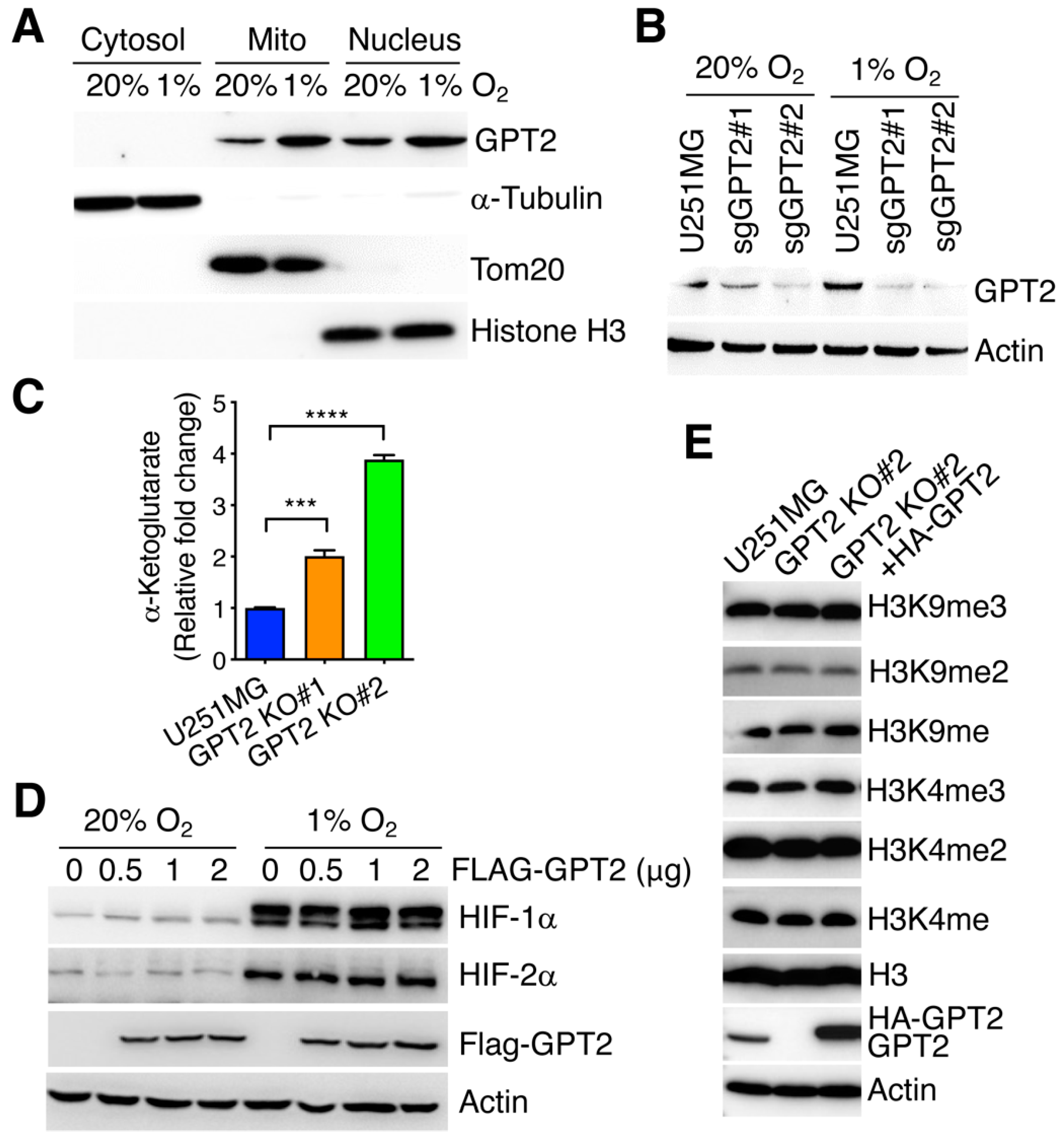 Cells 11 02597 g003 Cells 11 02597 g003