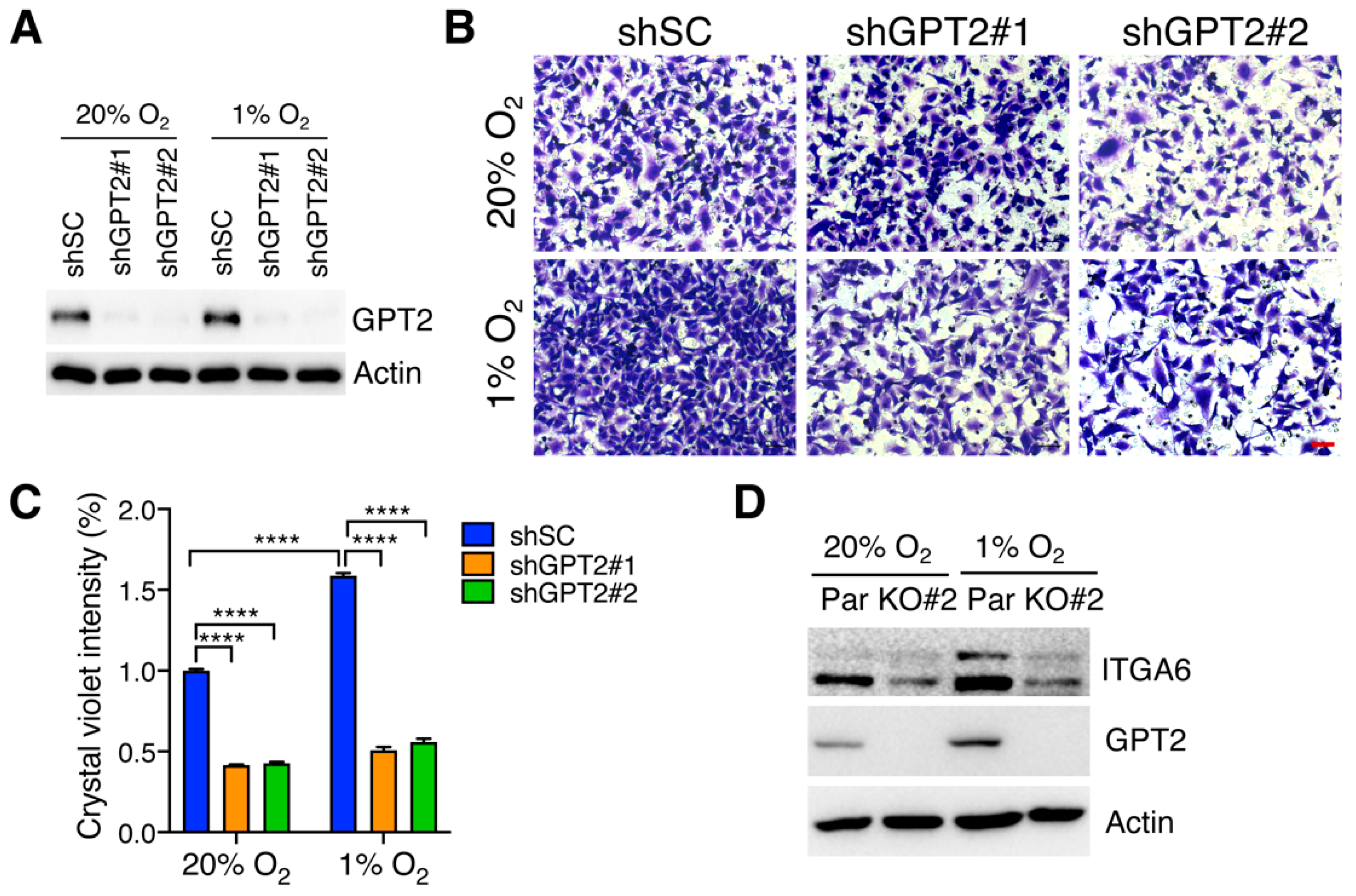 Cells 11 02597 g004 Cells 11 02597 g004