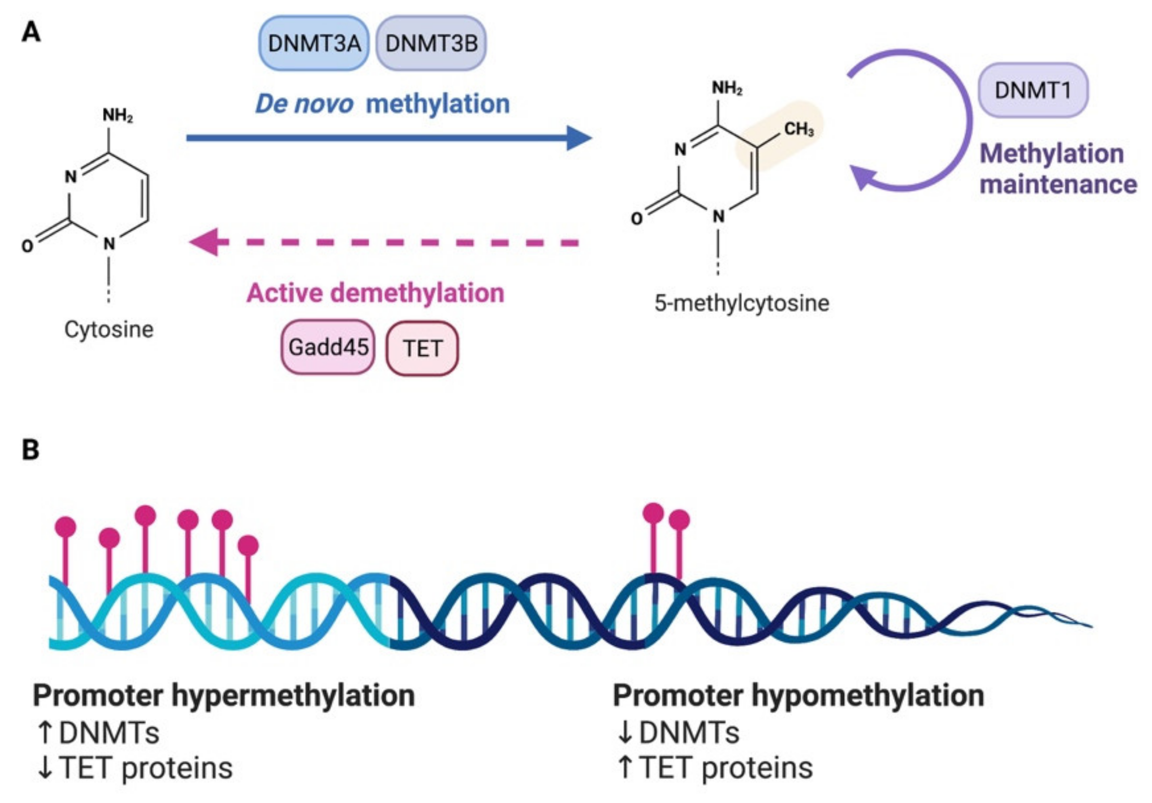 Cells 11 02613 g001 Cells 11 02613 g001