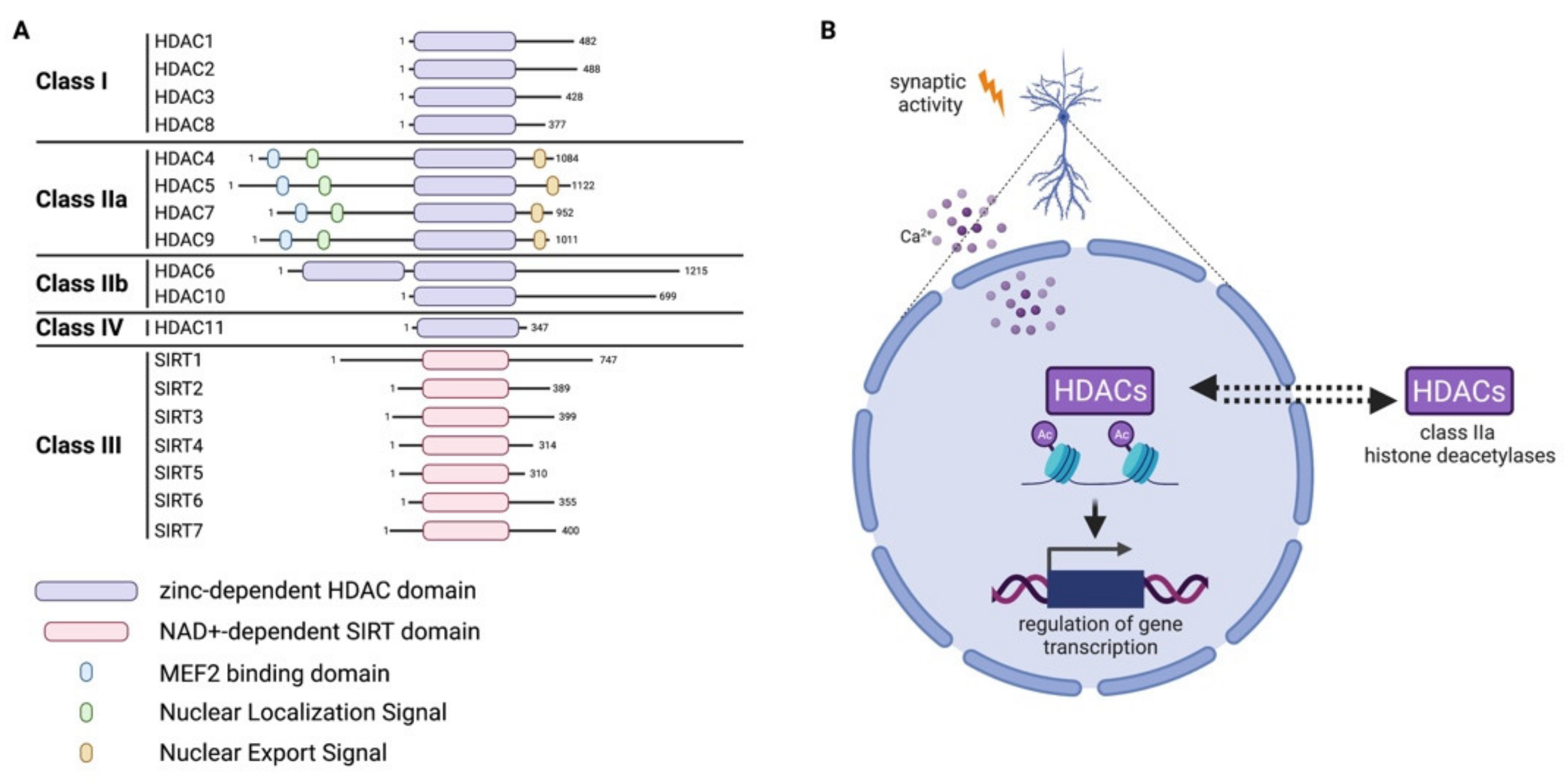 Cells 11 02613 g003 Cells 11 02613 g003