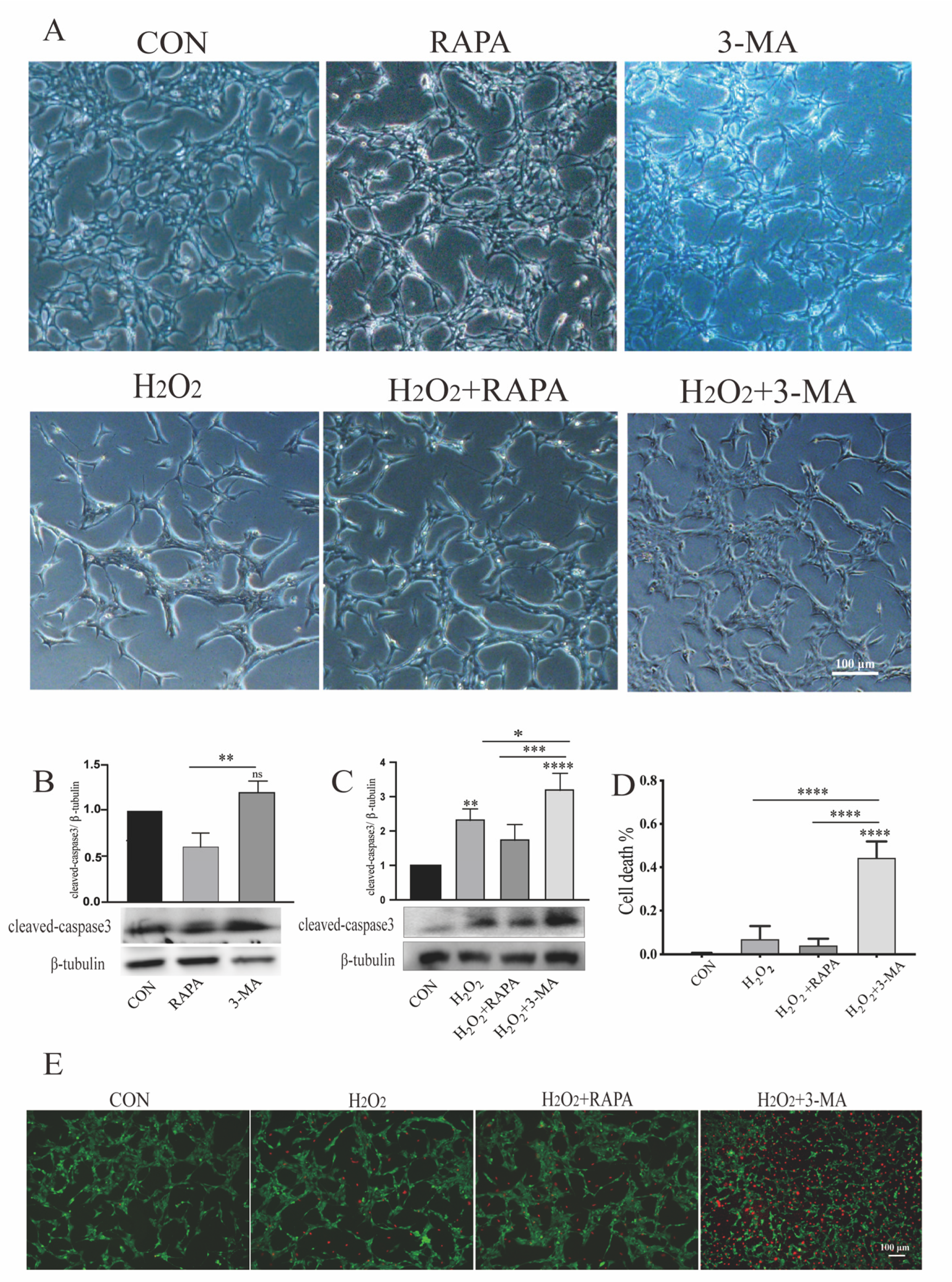 Cells 11 02645 g001 Cells 11 02645 g001