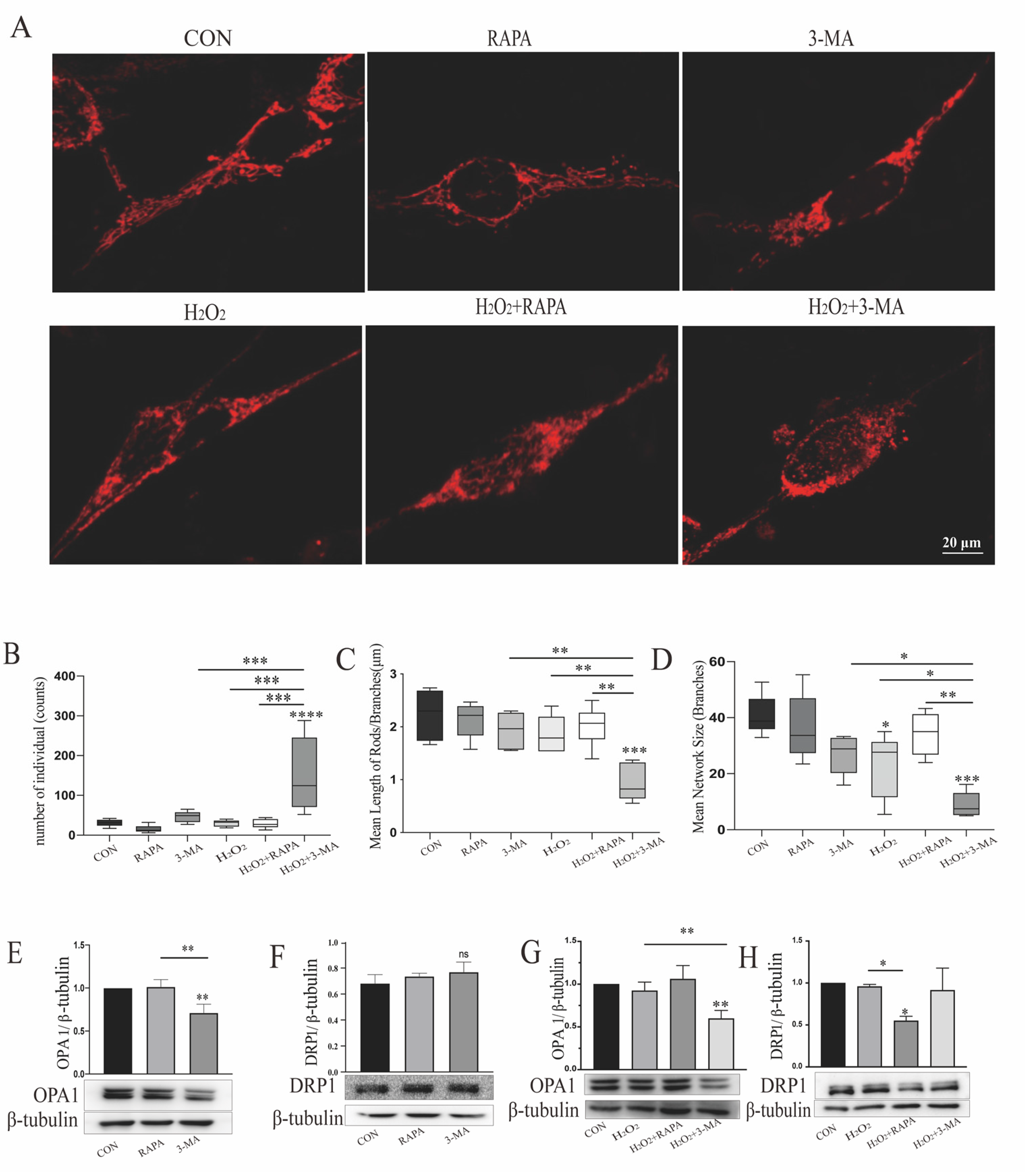 Cells 11 02645 g002 Cells 11 02645 g002