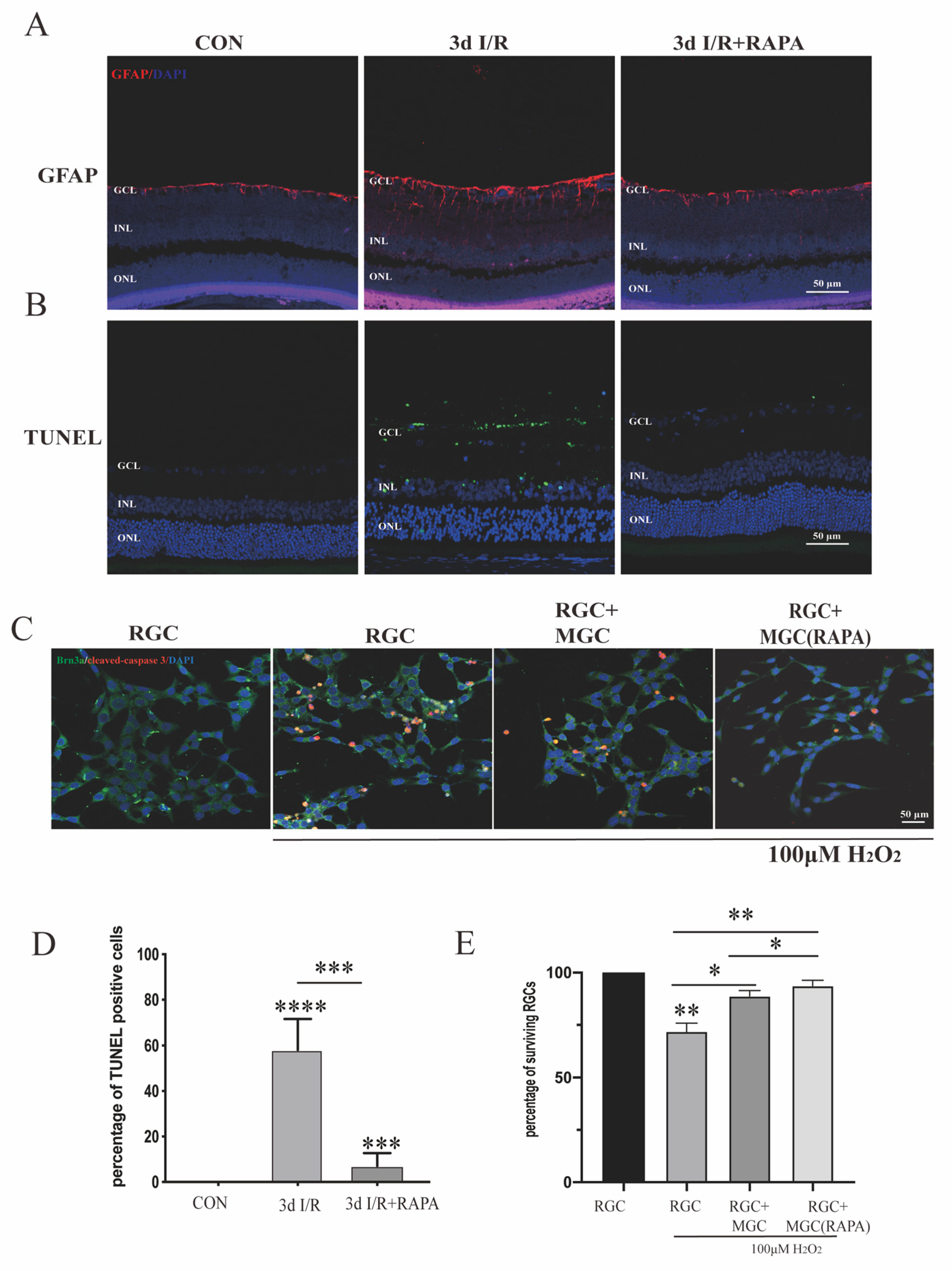 Cells 11 02645 g004 Cells 11 02645 g004