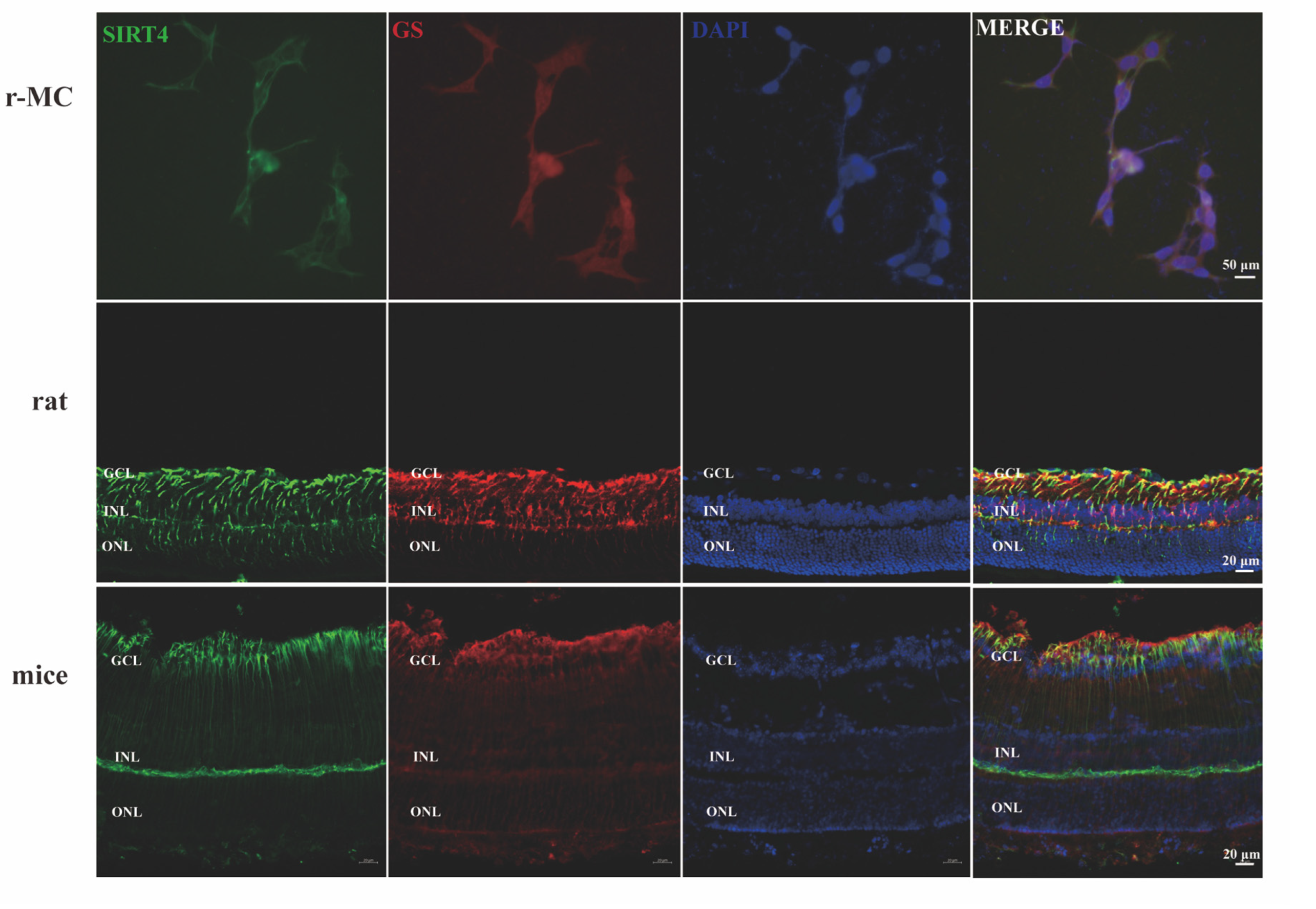 Cells 11 02645 g005 Cells 11 02645 g005
