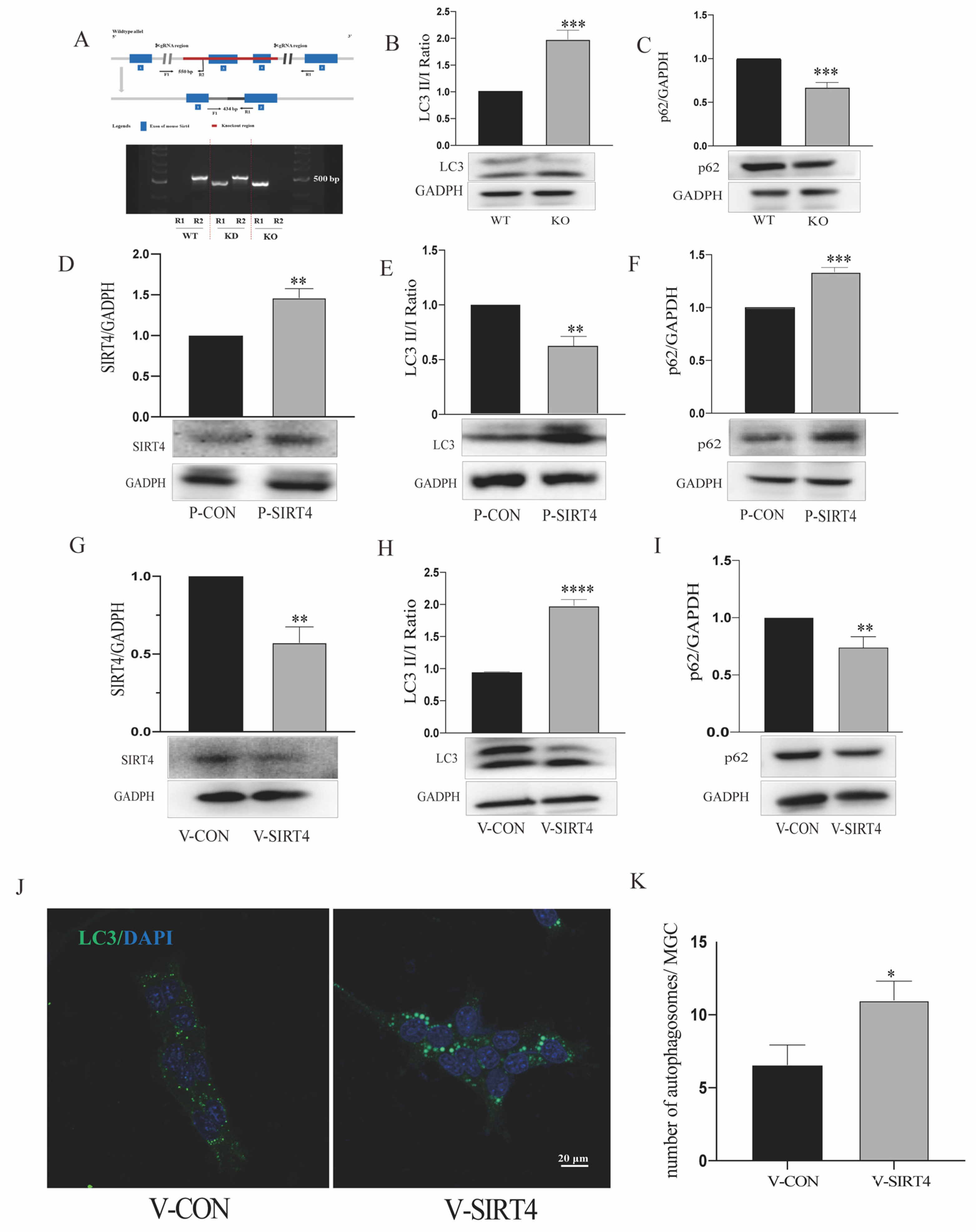 Cells 11 02645 g006 Cells 11 02645 g006