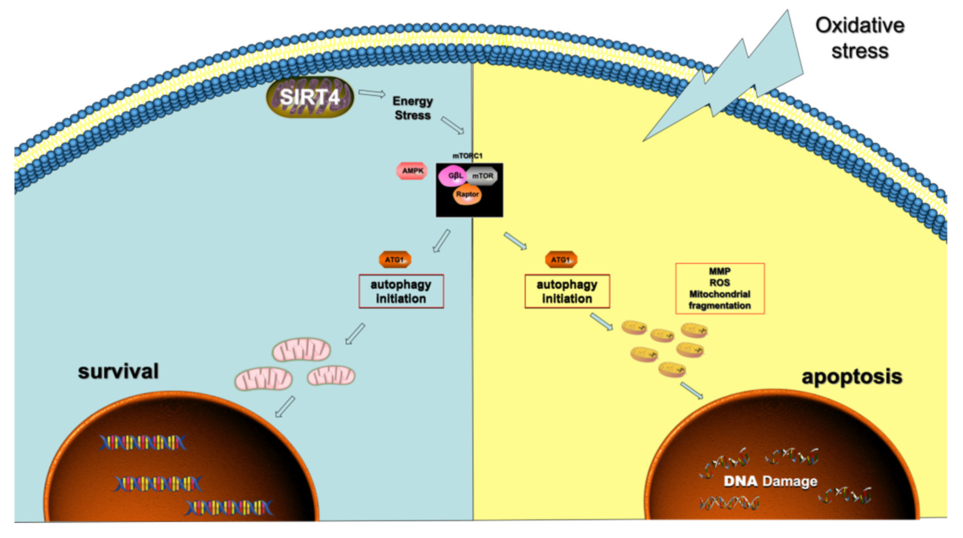 Cells 11 02645 g008 Cells 11 02645 g008
