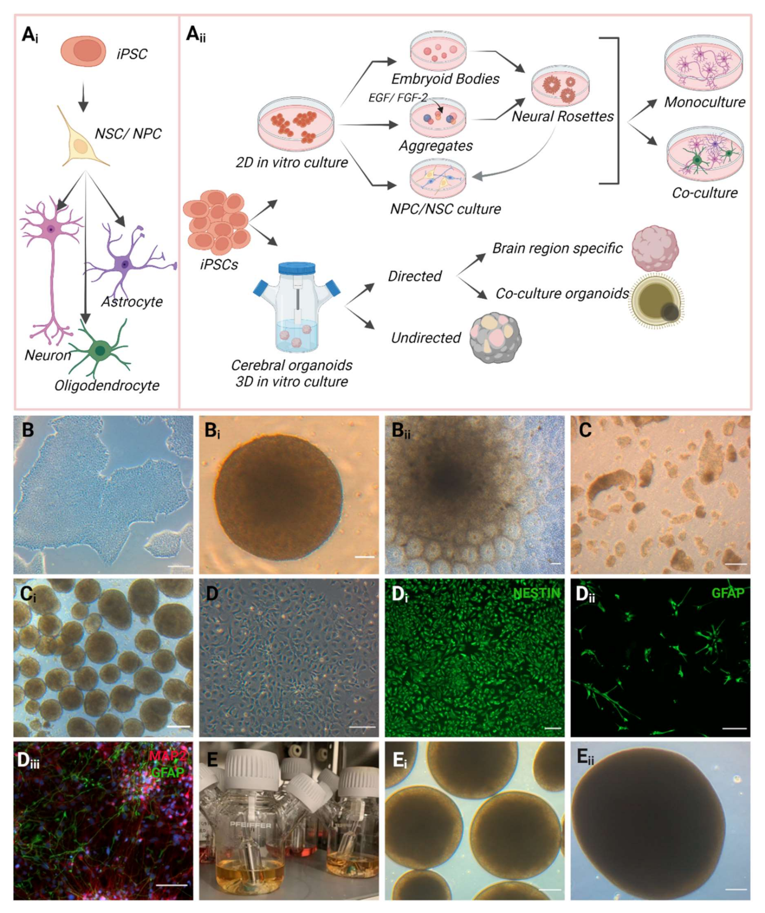 Cells 11 02647 g003 Cells 11 02647 g003