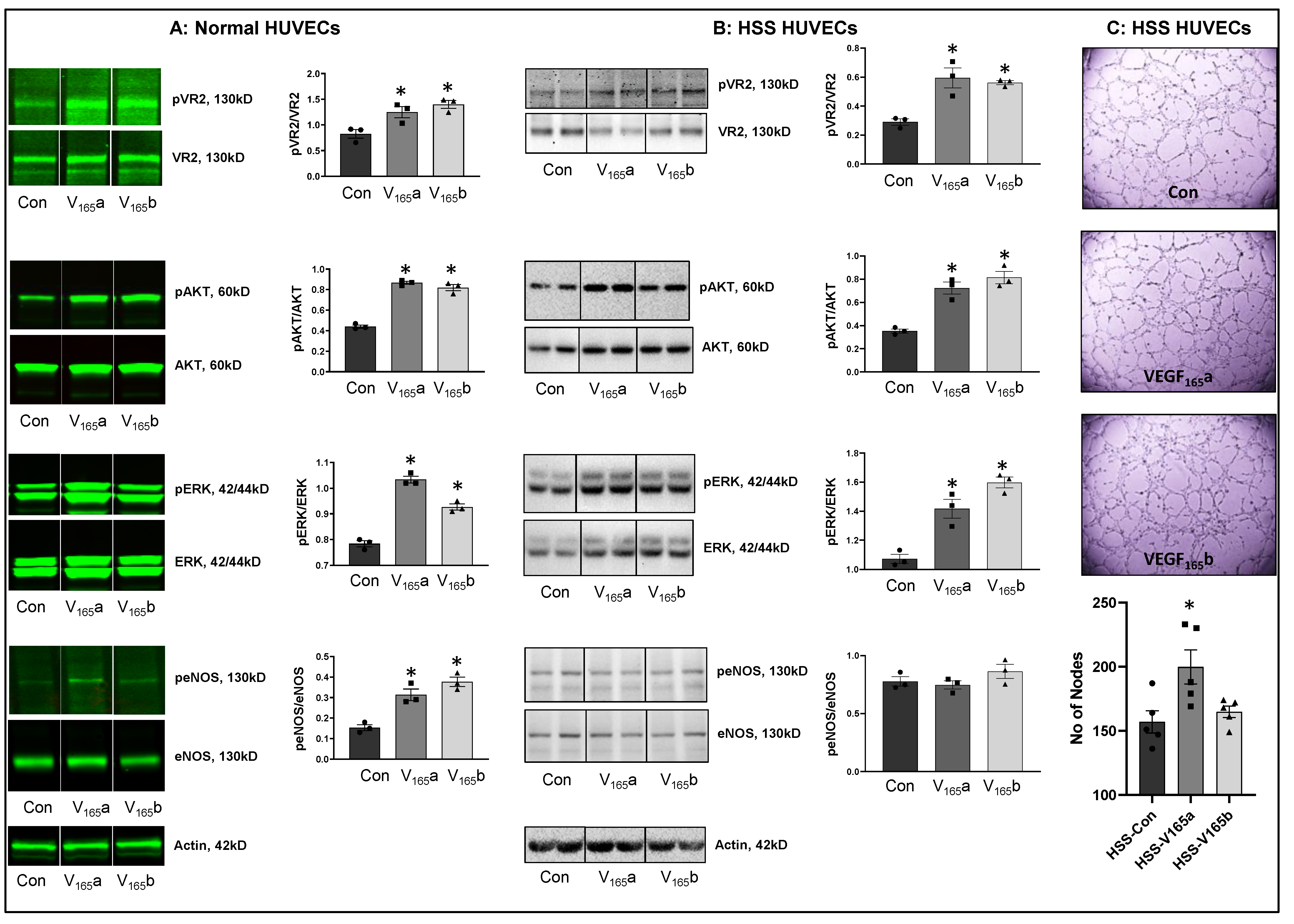 Cells 11 02676 g001 Cells 11 02676 g001