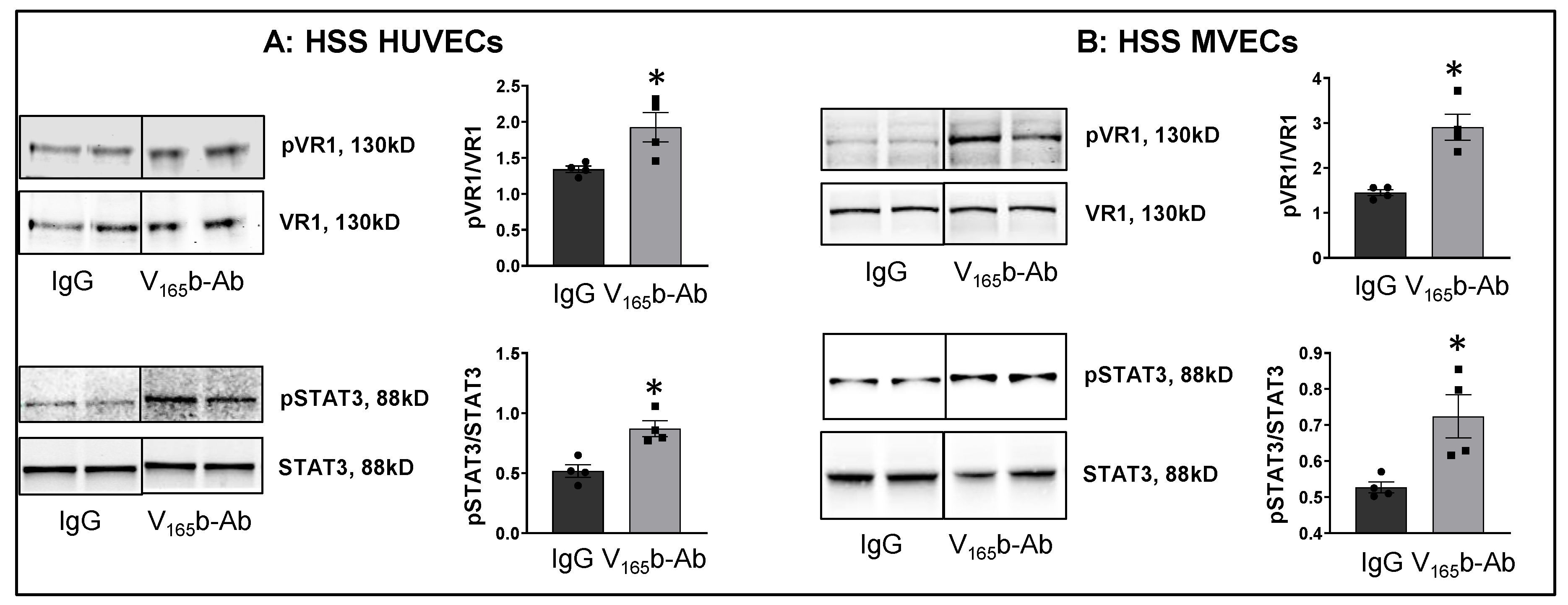 Cells 11 02676 g003 Cells 11 02676 g003