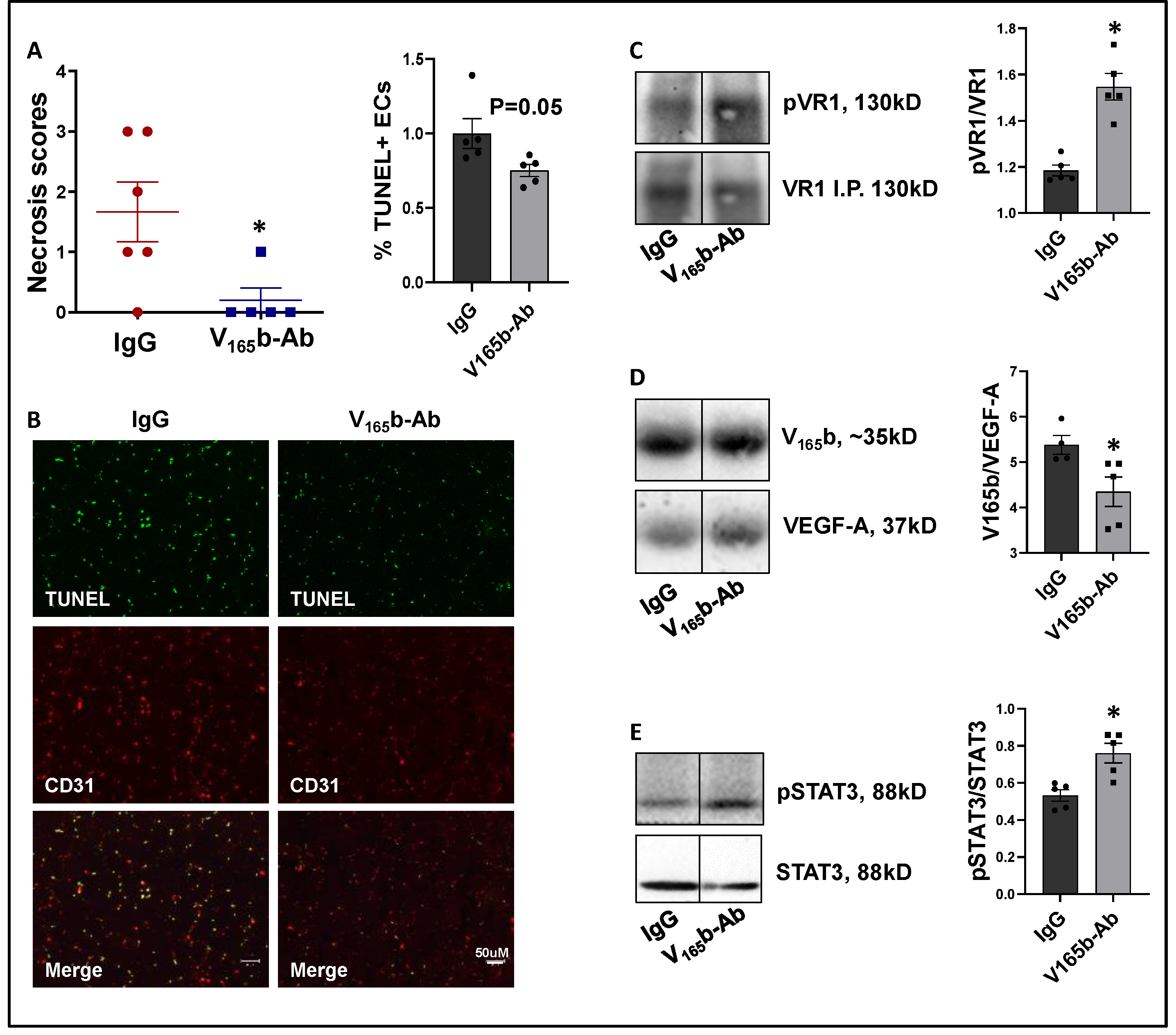 Cells 11 02676 g006 Cells 11 02676 g006