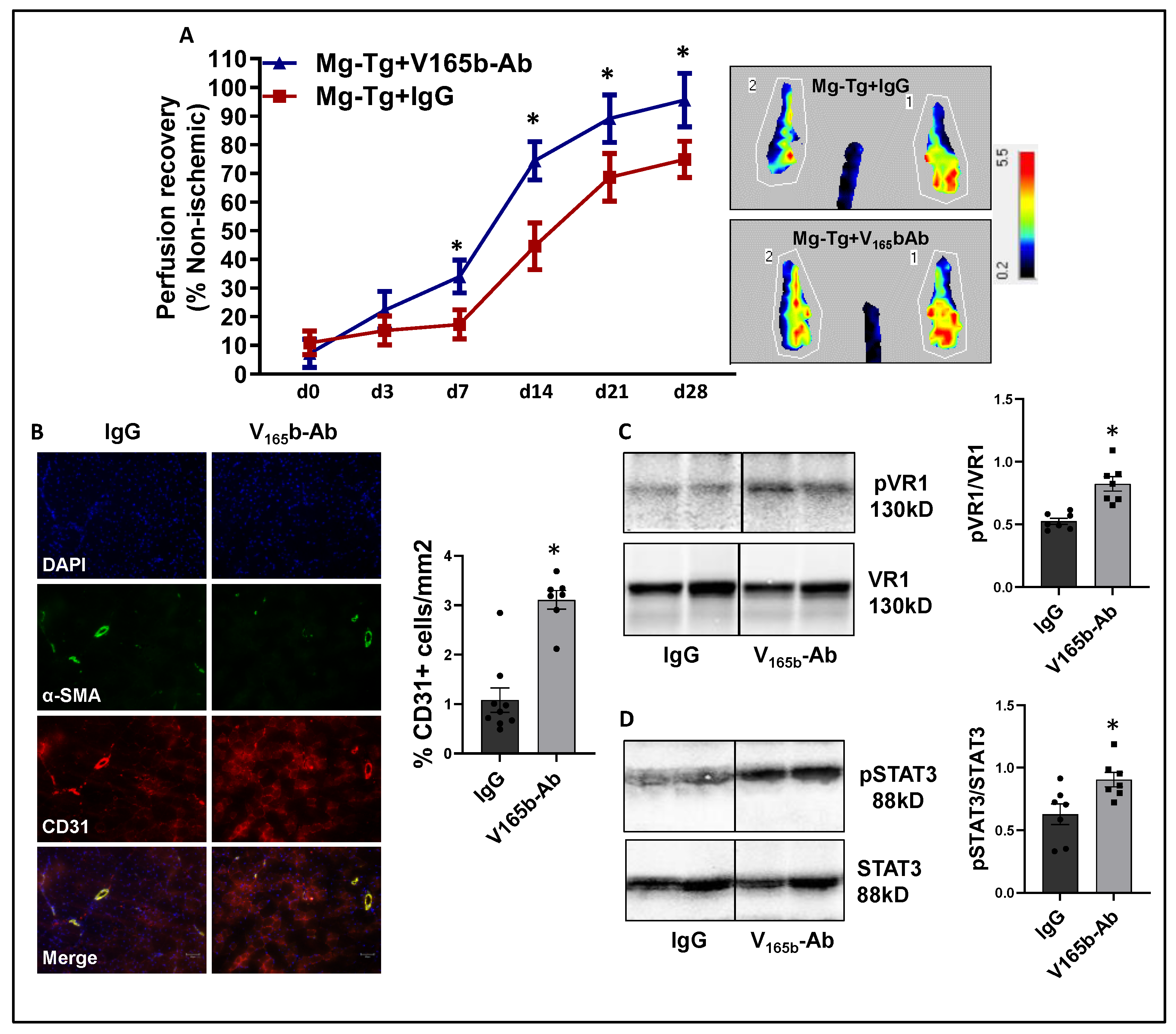 Cells 11 02676 g007 Cells 11 02676 g007