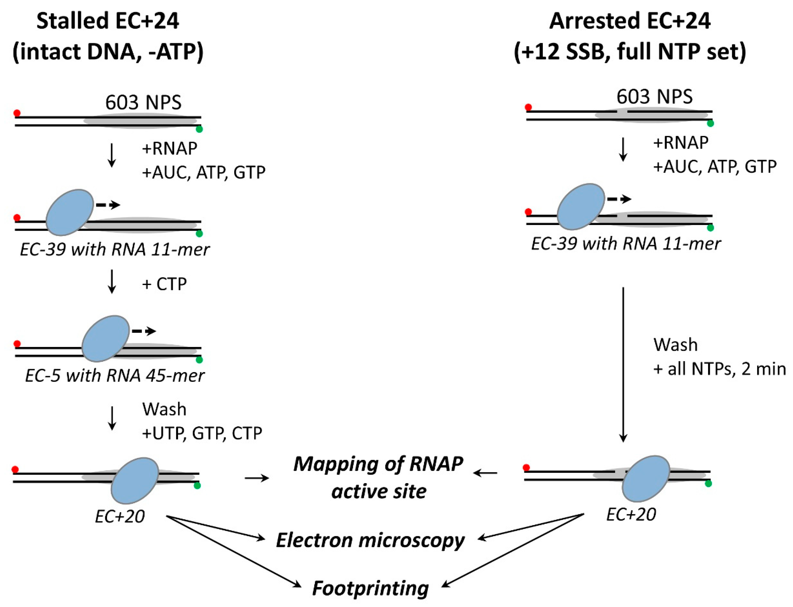 Cells 11 02678 g001 Cells 11 02678 g001