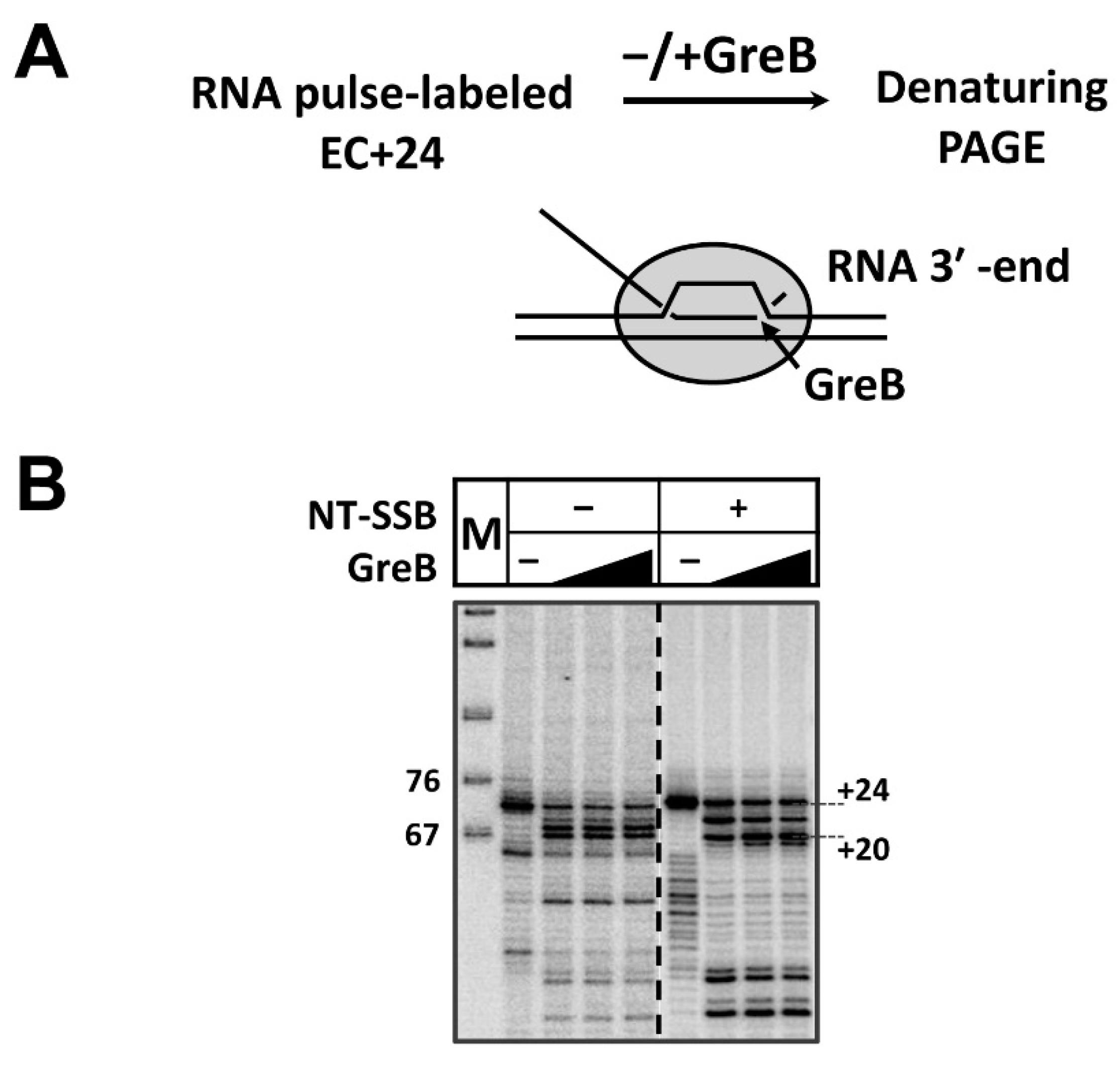 Cells 11 02678 g002 Cells 11 02678 g002