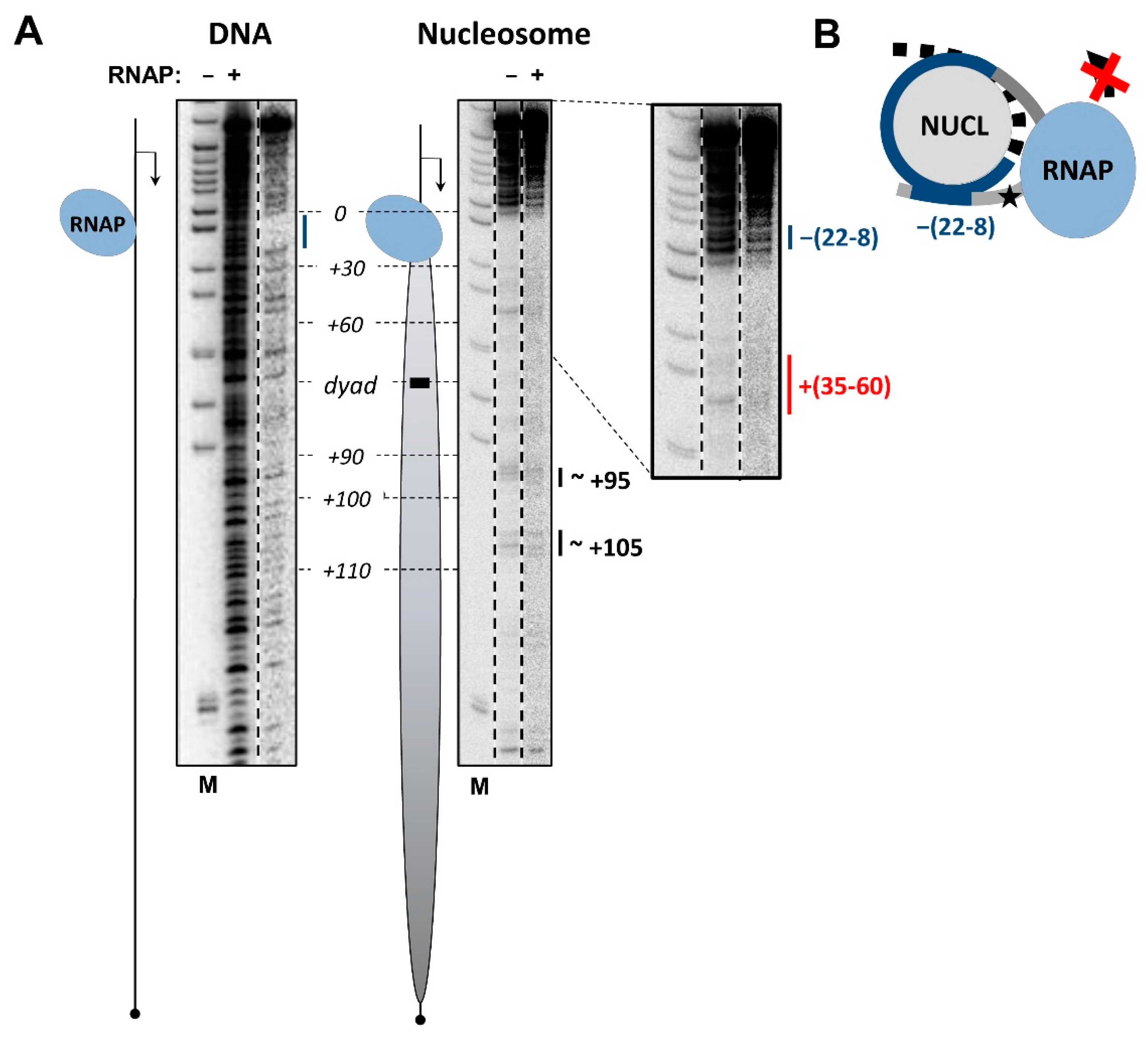 Cells 11 02678 g003 Cells 11 02678 g003