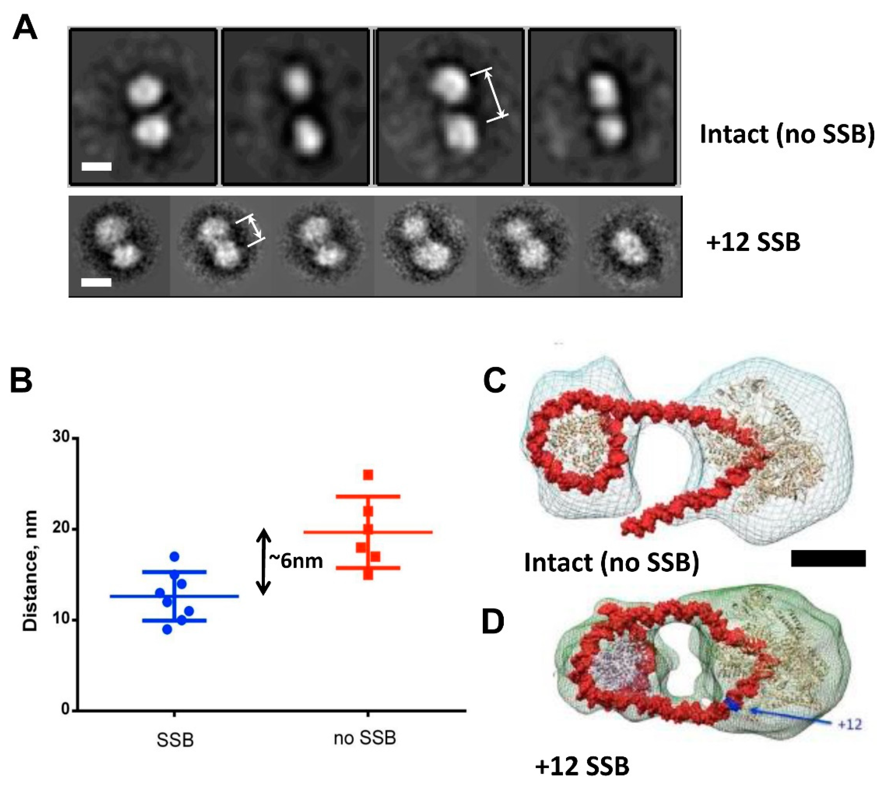 Cells 11 02678 g005 Cells 11 02678 g005