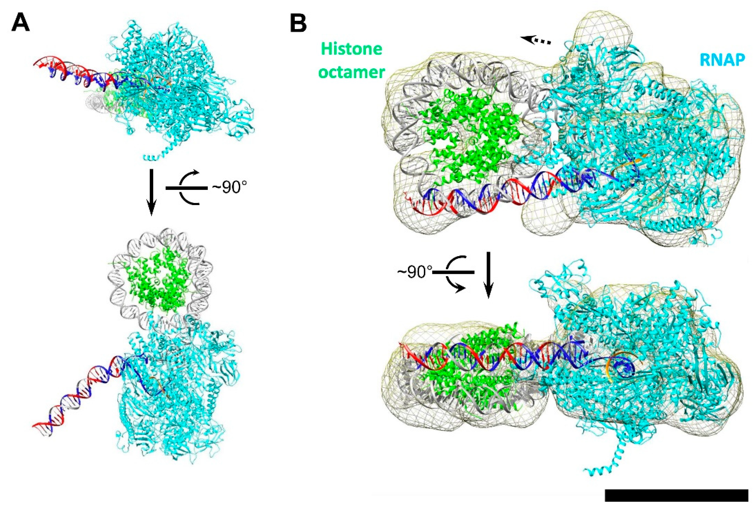 Cells 11 02678 g006 Cells 11 02678 g006