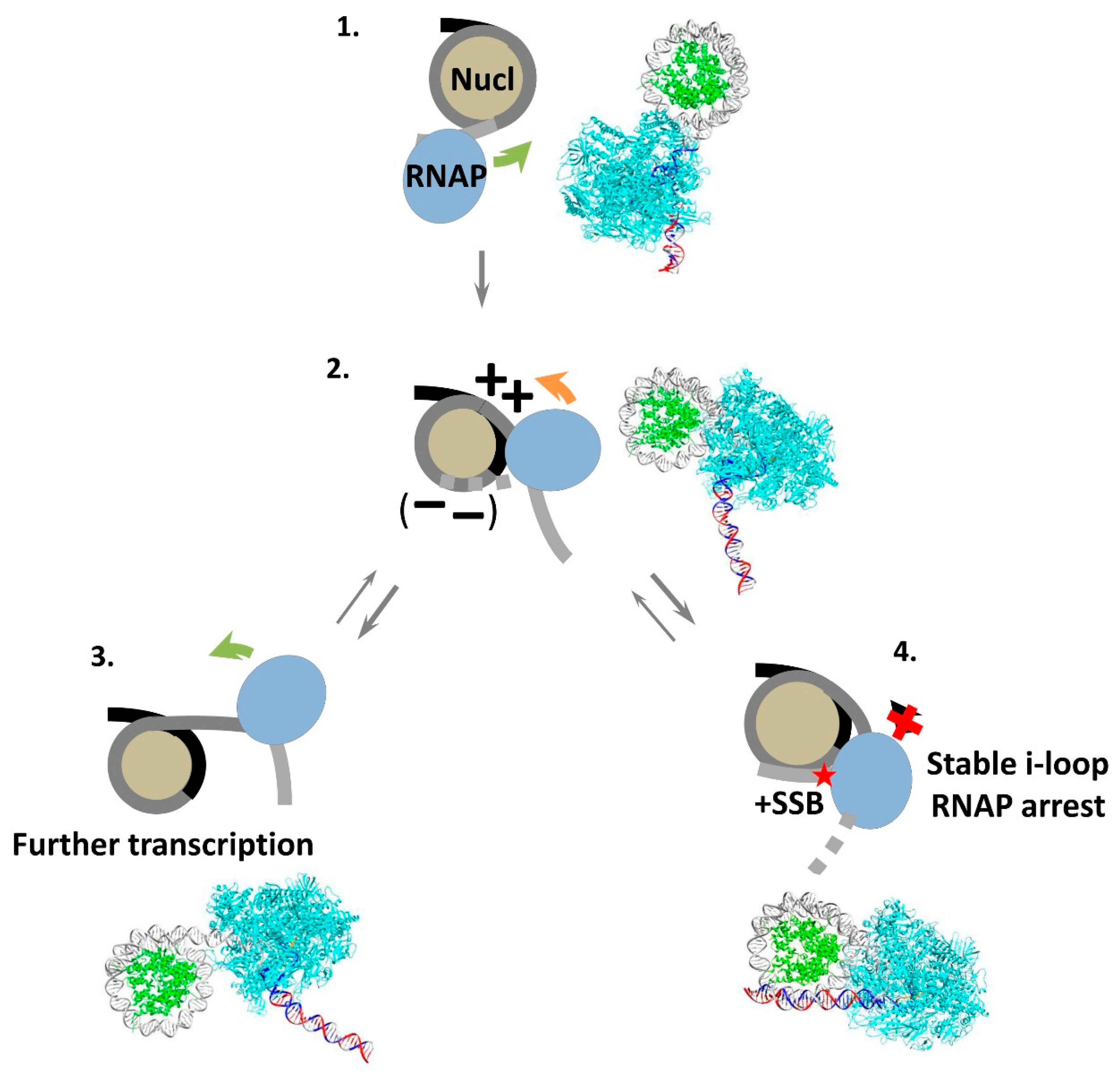 Cells 11 02678 g007 Cells 11 02678 g007