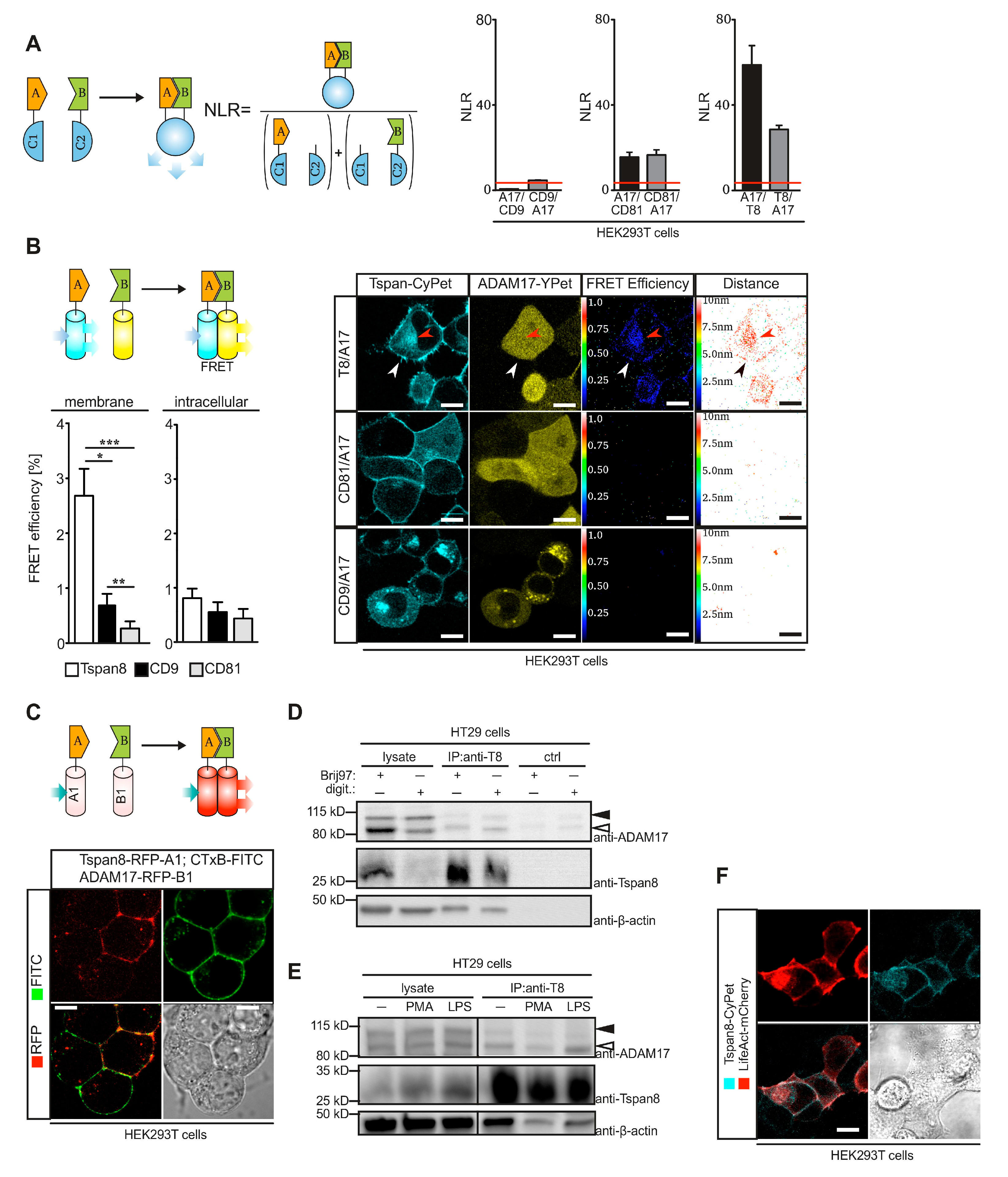 Cells 11 02683 g002 Cells 11 02683 g002