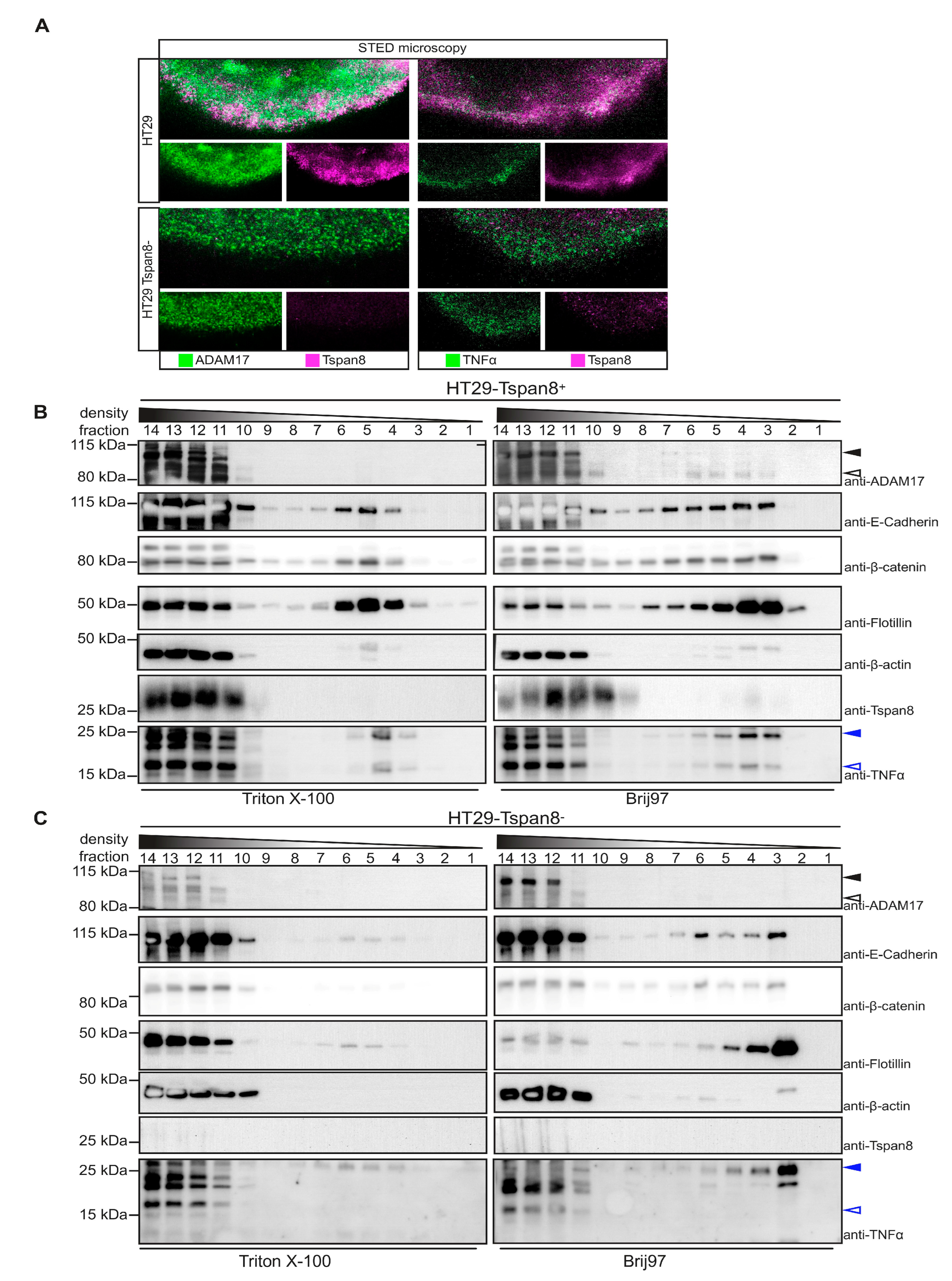 Cells 11 02683 g005 Cells 11 02683 g005