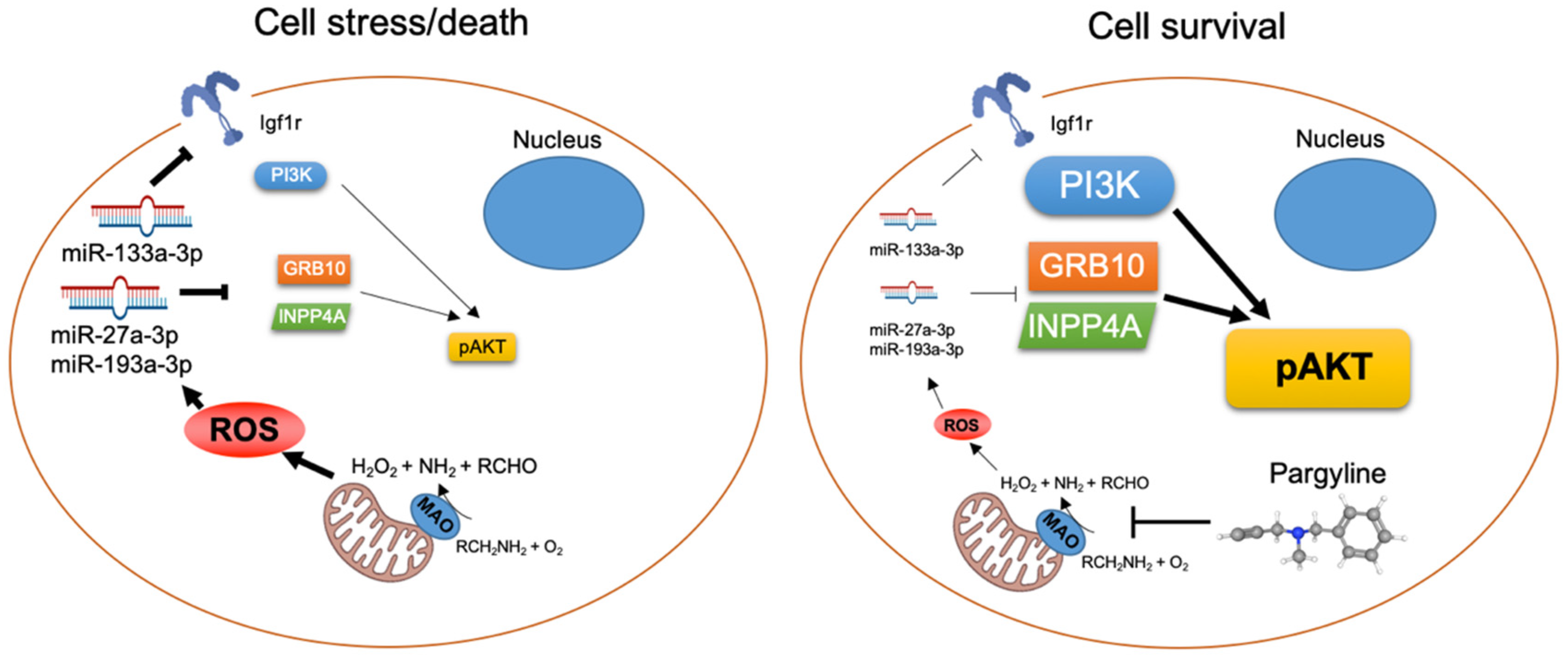 Cells 11 02697 g008 Cells 11 02697 g008
