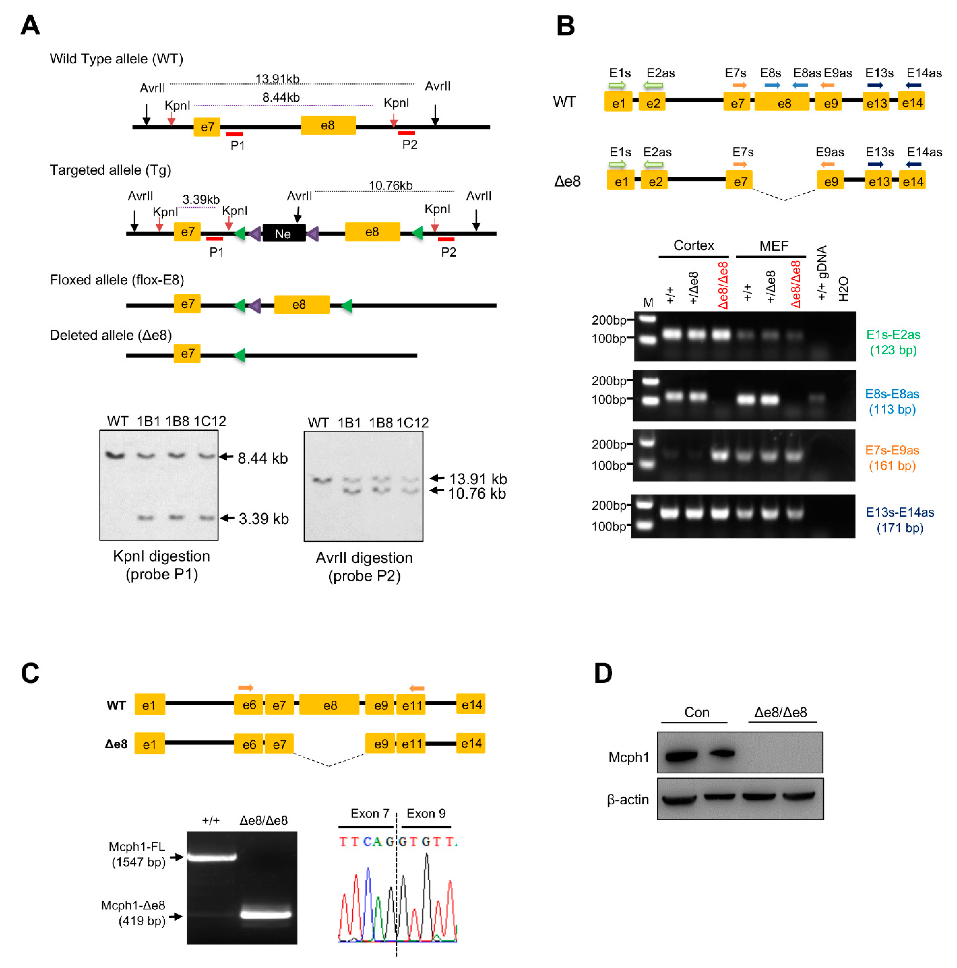 Cells 11 02715 g001 Cells 11 02715 g001