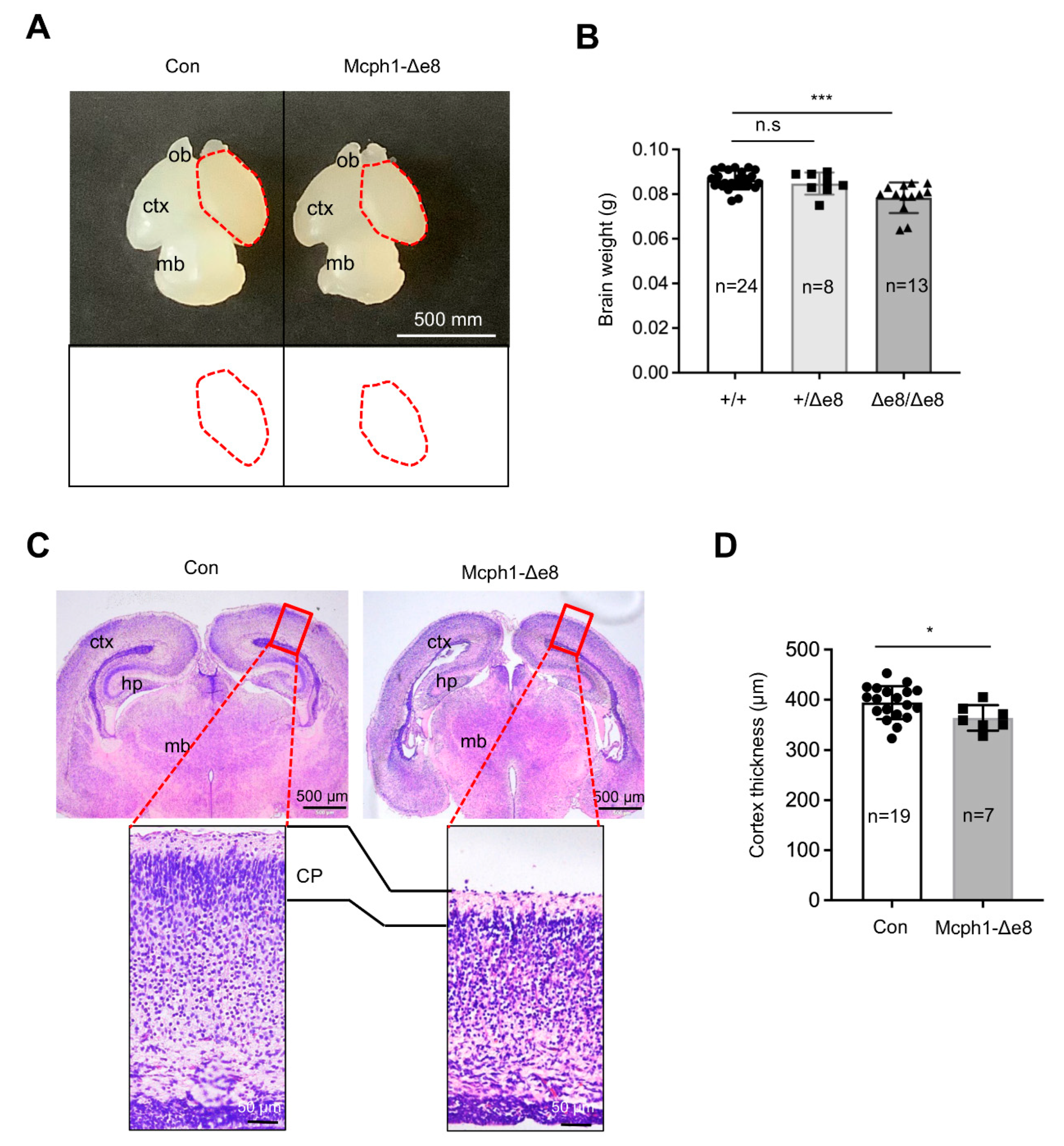 Cells 11 02715 g002 Cells 11 02715 g002