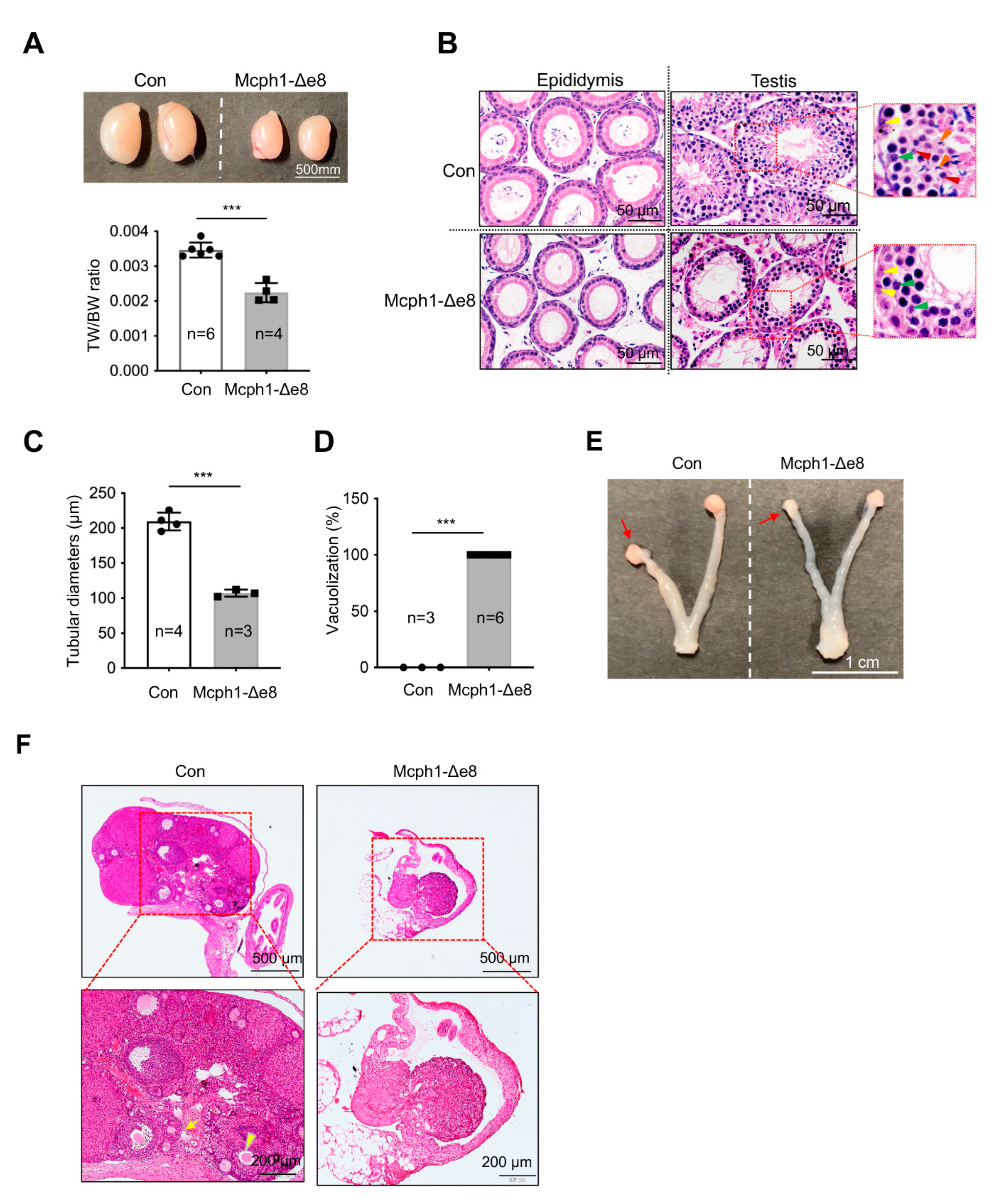 Cells 11 02715 g006 Cells 11 02715 g006