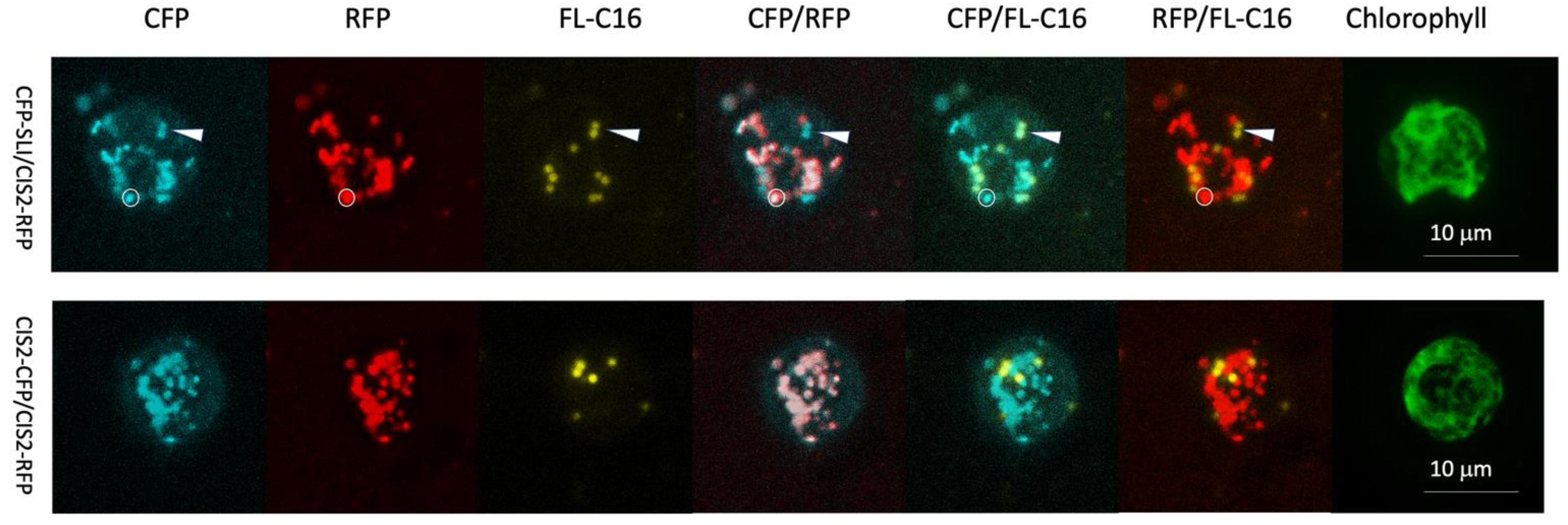 Cells 11 02724 g002