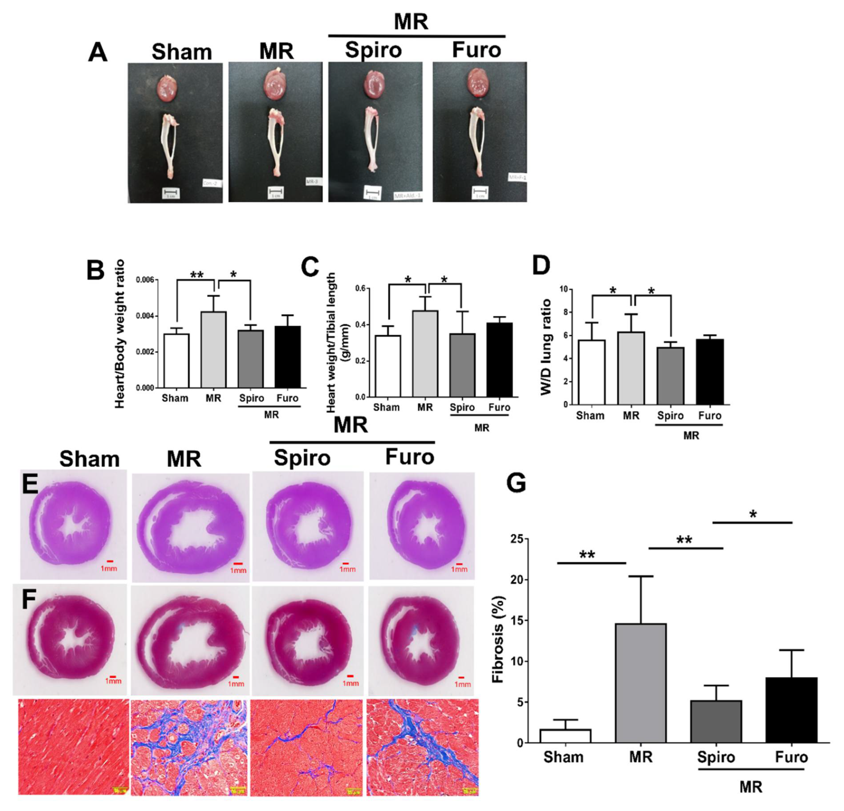 Cells 11 02750 g003