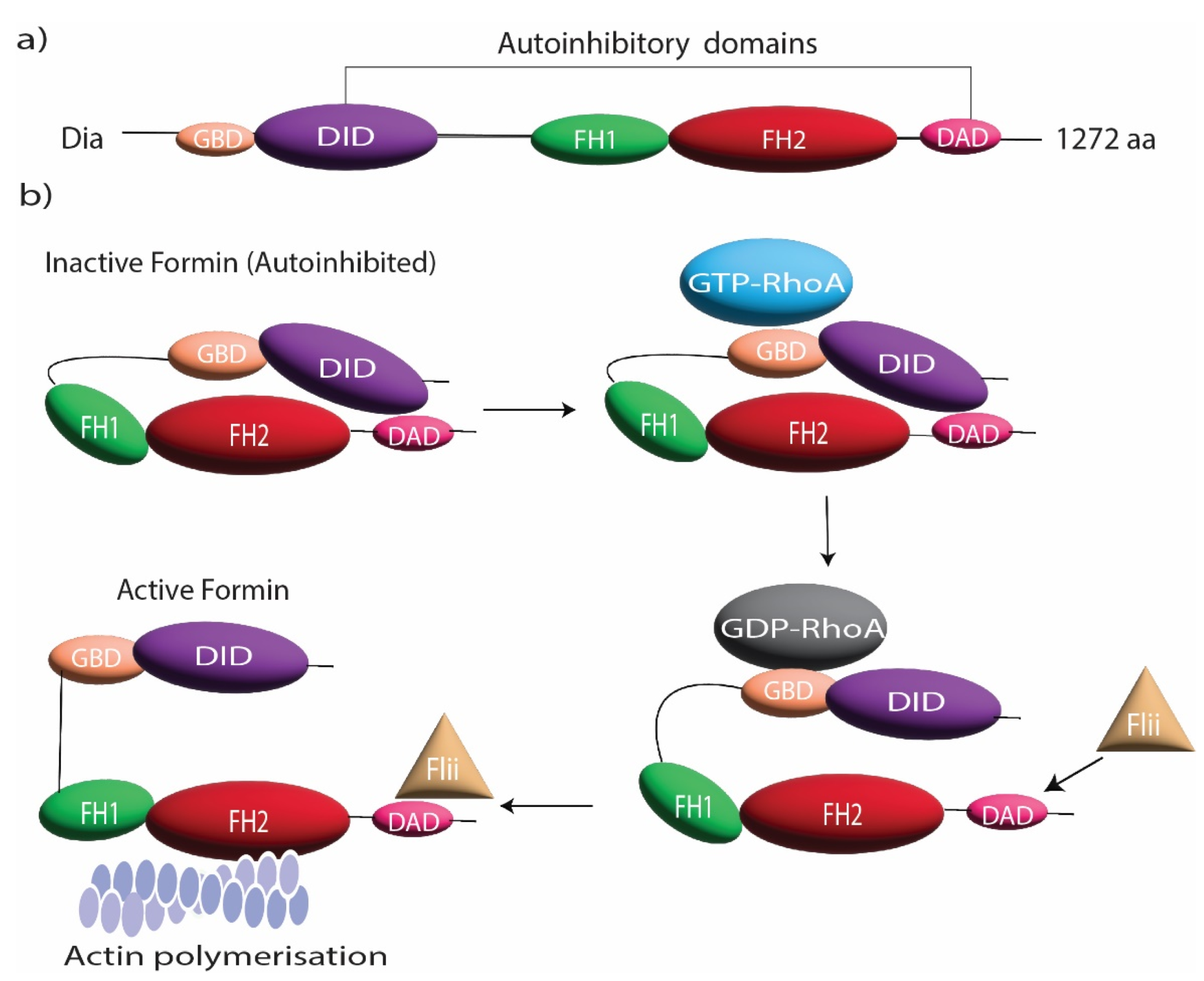 Cells 11 02779 g001 Cells 11 02779 g001