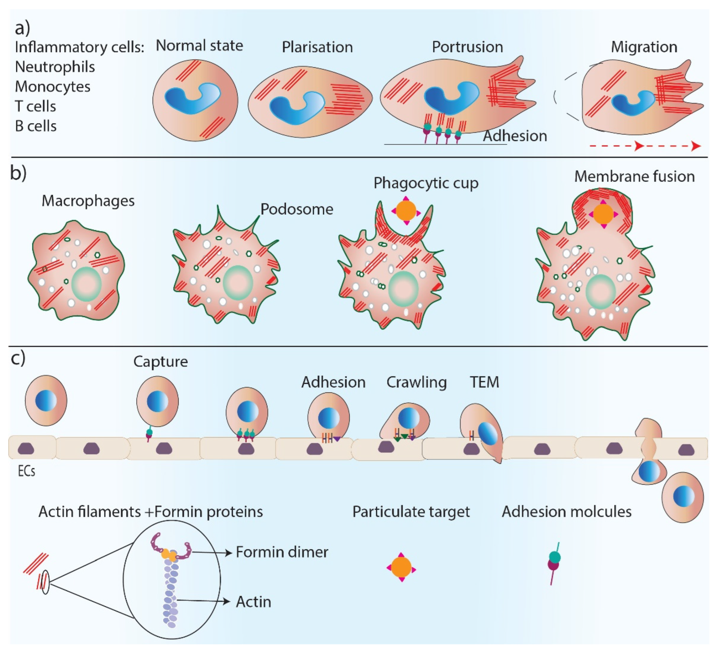 Cells 11 02779 g003 Cells 11 02779 g003