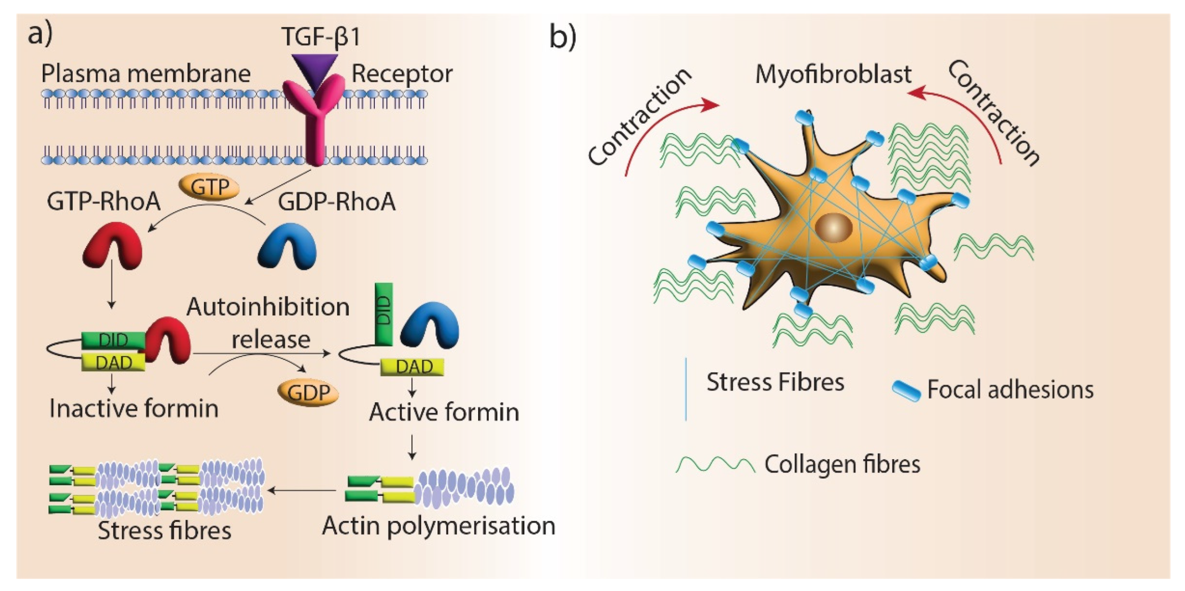 Cells 11 02779 g004 Cells 11 02779 g004