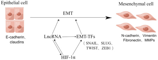 Cells 11 02811 g0a3 550