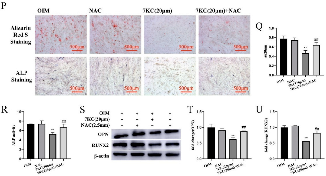 Cells 11 02882 g004b