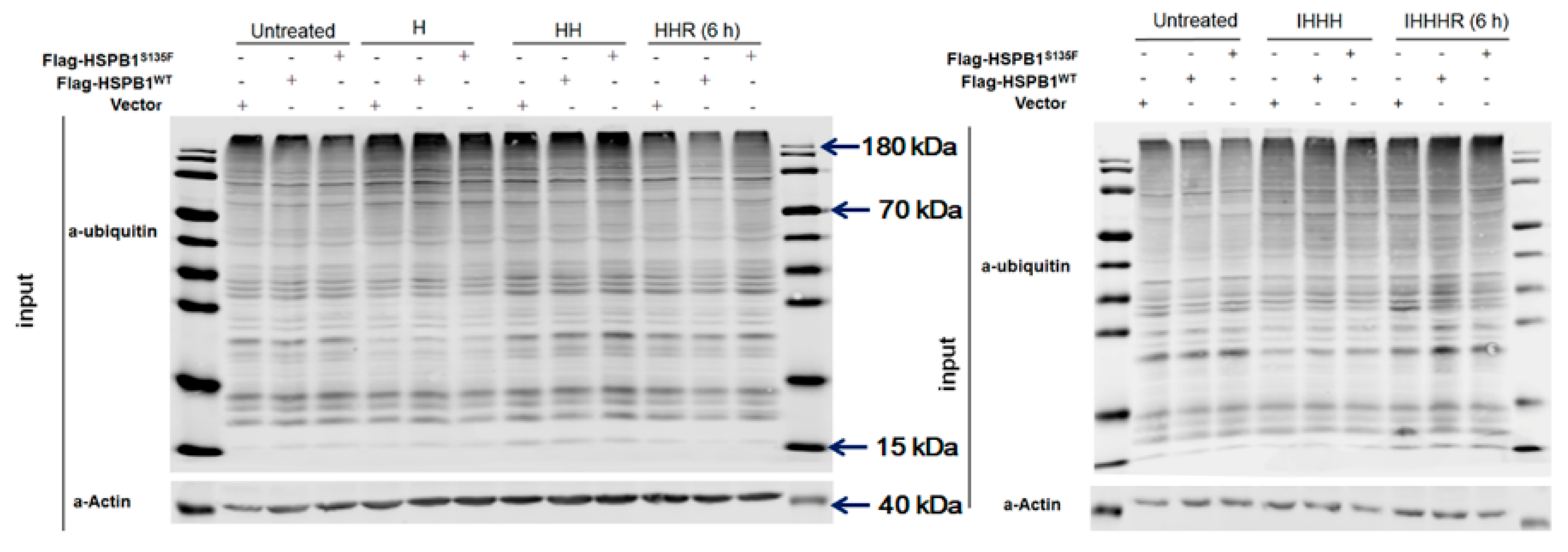 Cells 11 02886 g006 Cells 11 02886 g006