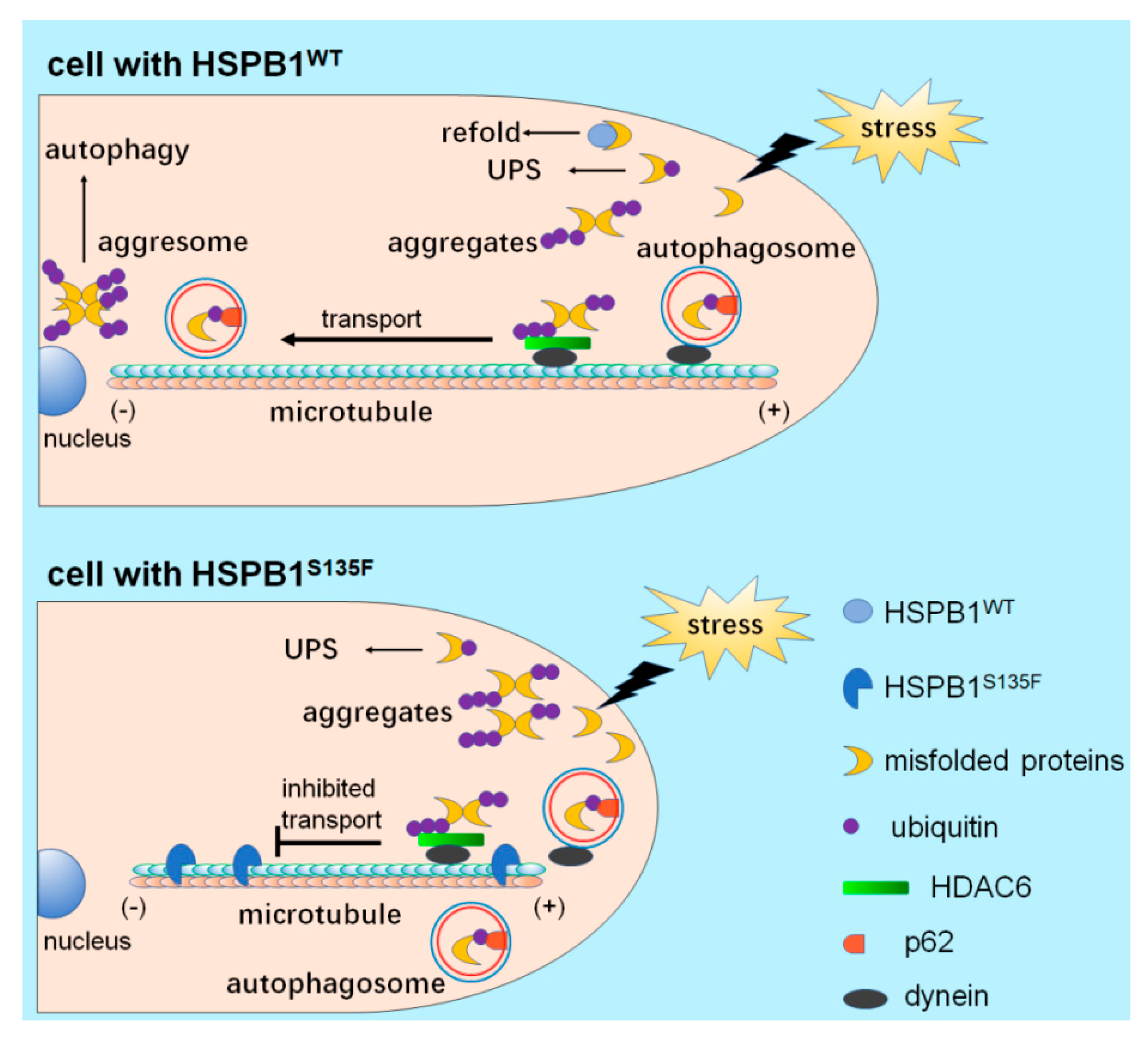 Cells 11 02886 g008 Cells 11 02886 g008