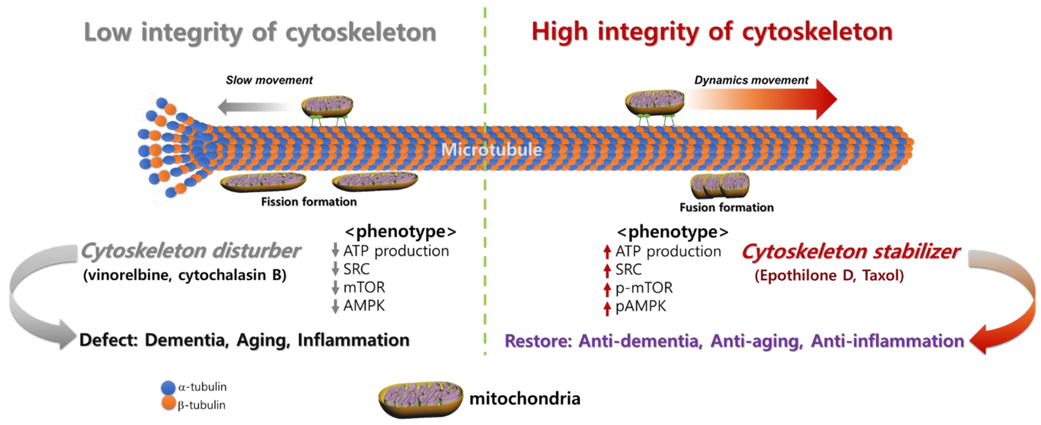 Cells 11 02896 g002 Cells 11 02896 g002