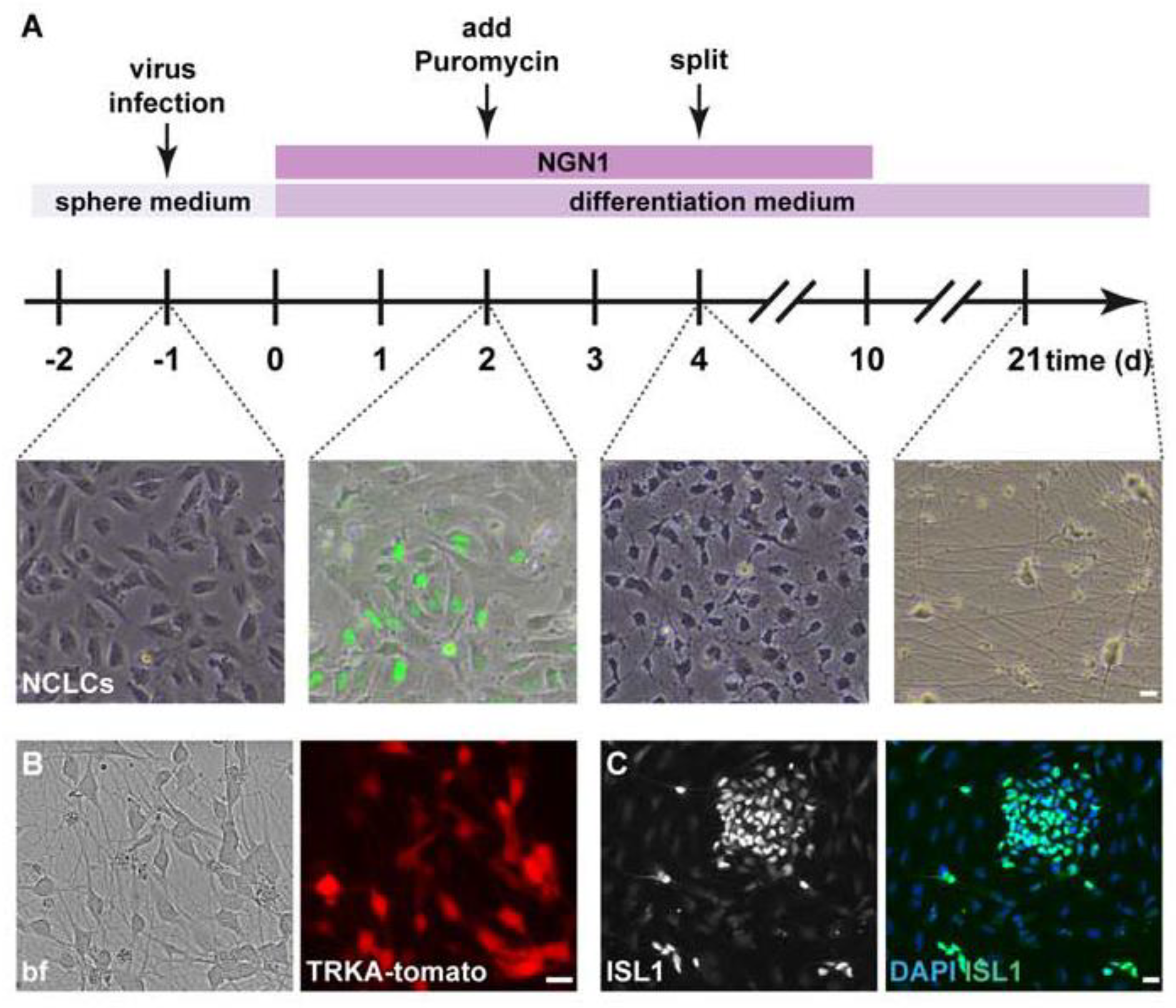 Cells 11 02905 g001 Cells 11 02905 g001